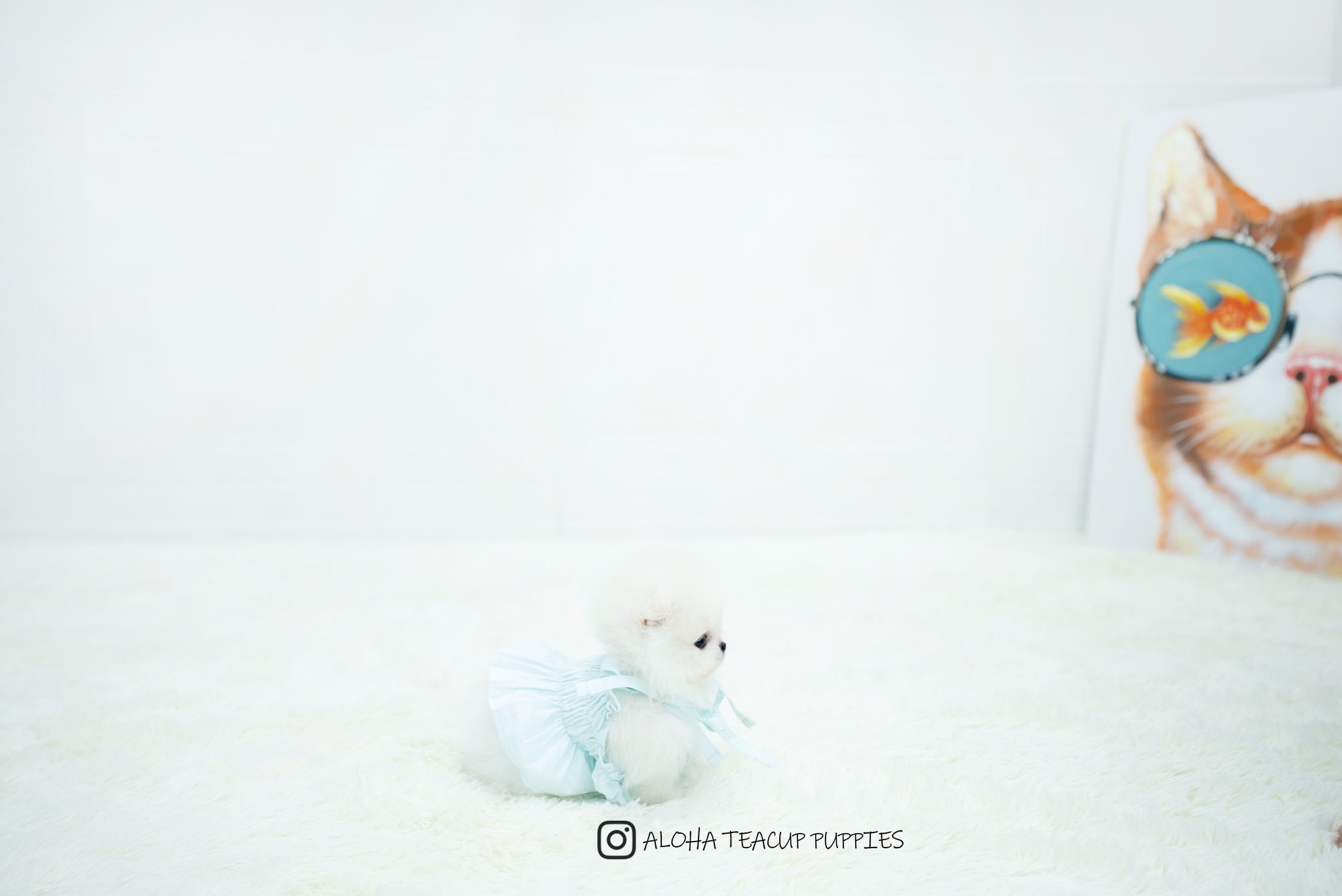 Benjamin [TEACUP POMERANIAN]