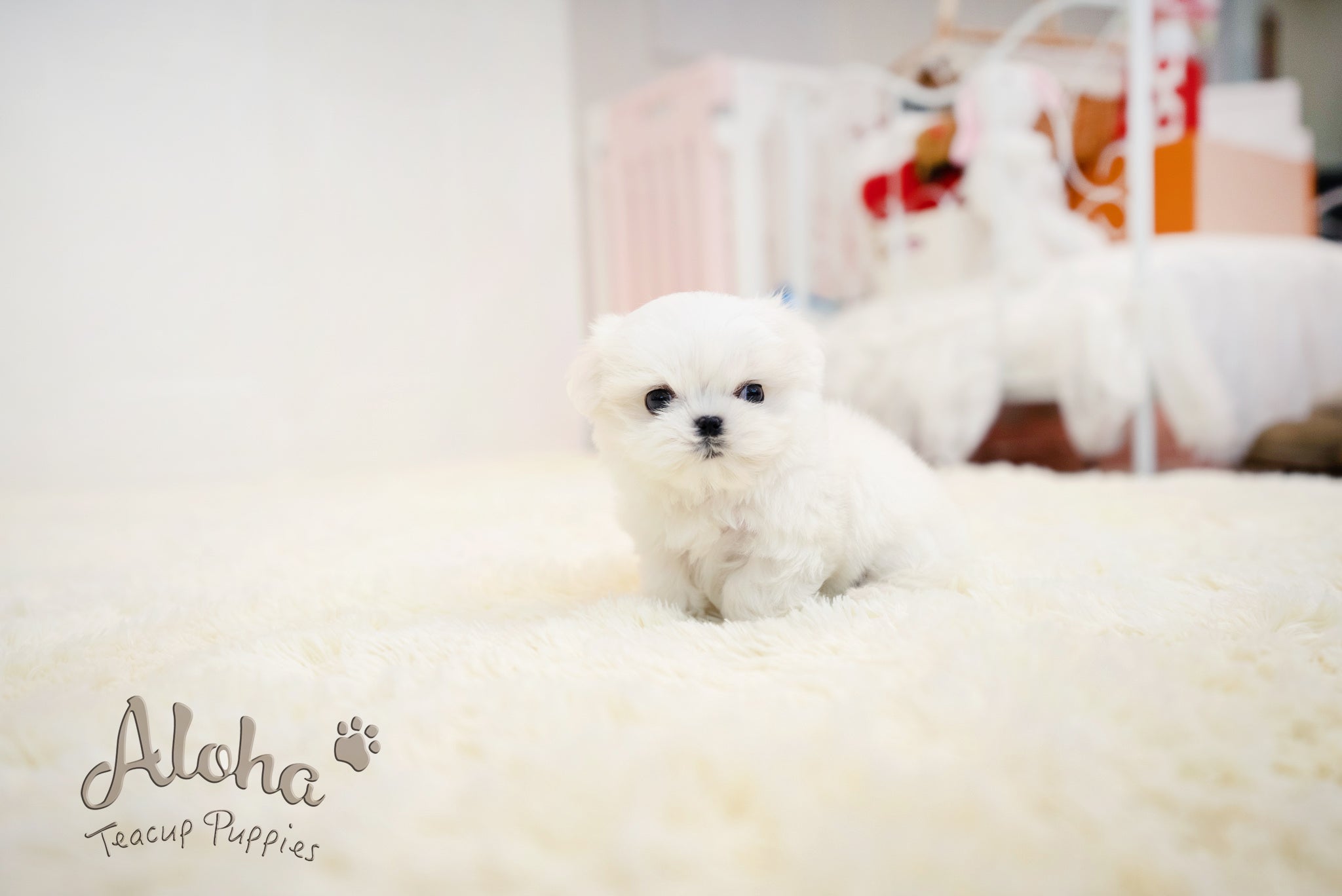 Benjamin [TEACUP MALTESE]