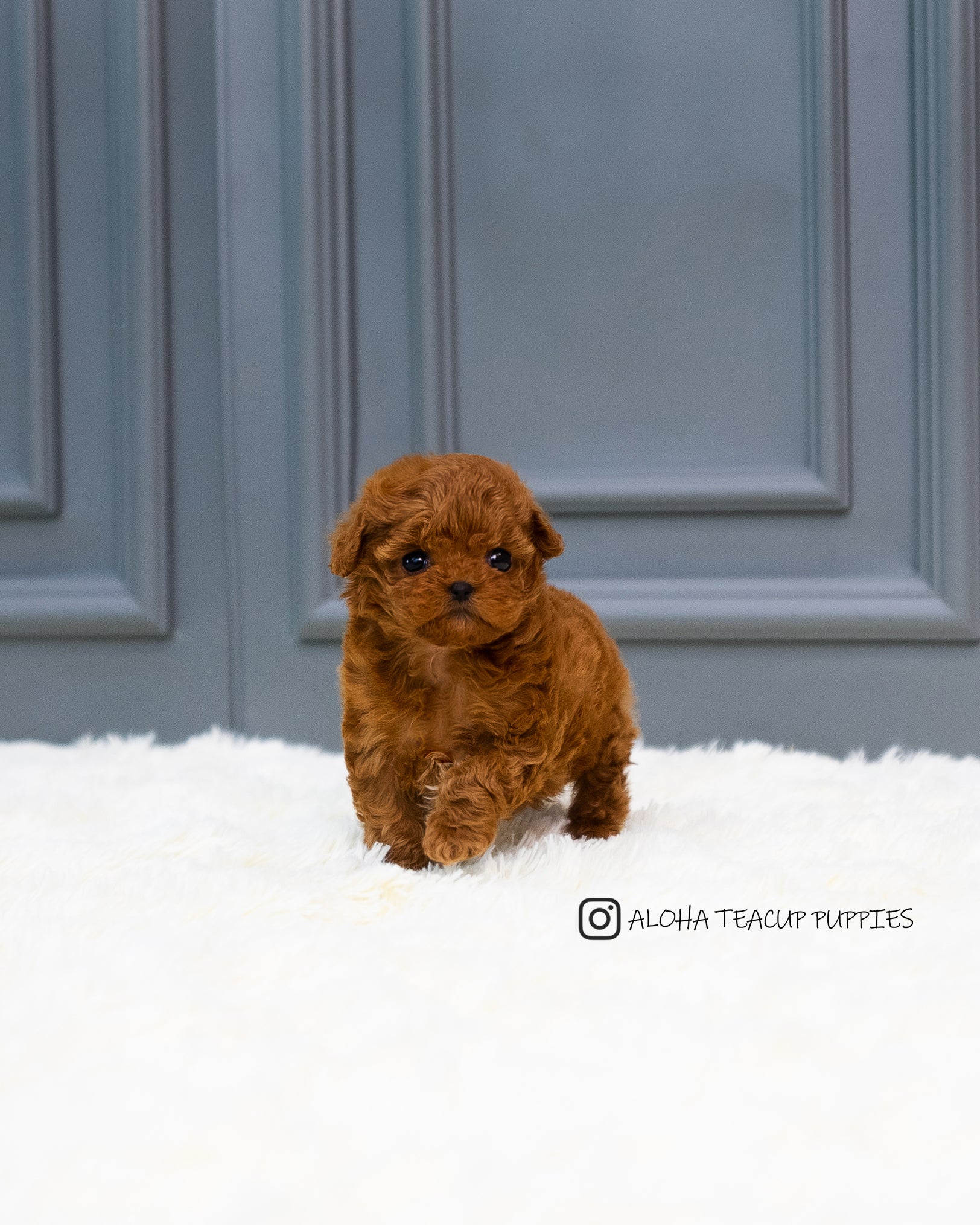 Zinna [TEACUP MALTIPOO]