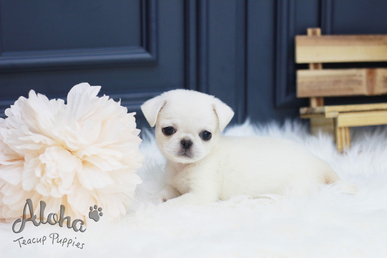 Sold to Hanna, Annabel [TEACUP Pug]