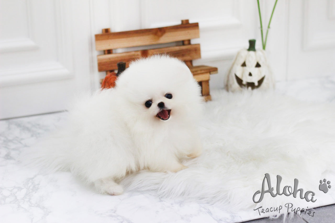 Vendida a Katie, Angel [POMERANIA TAZA DE TÉ]