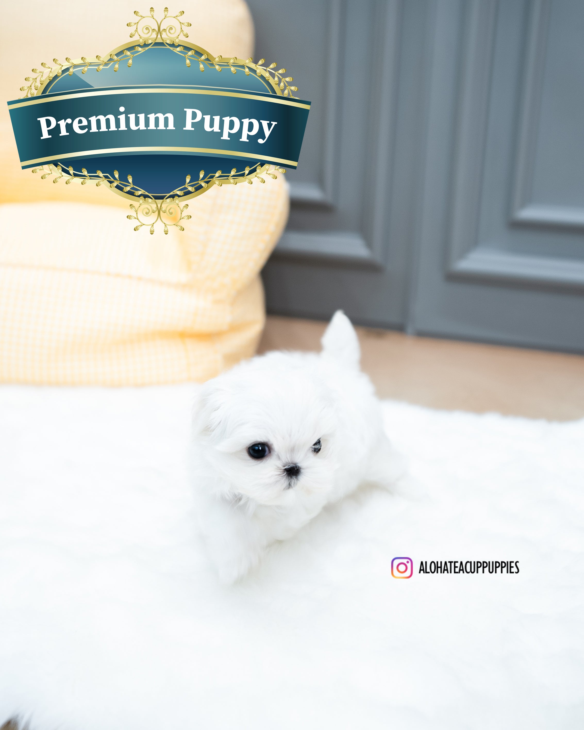 Bubble [TEACUP MALTESE]