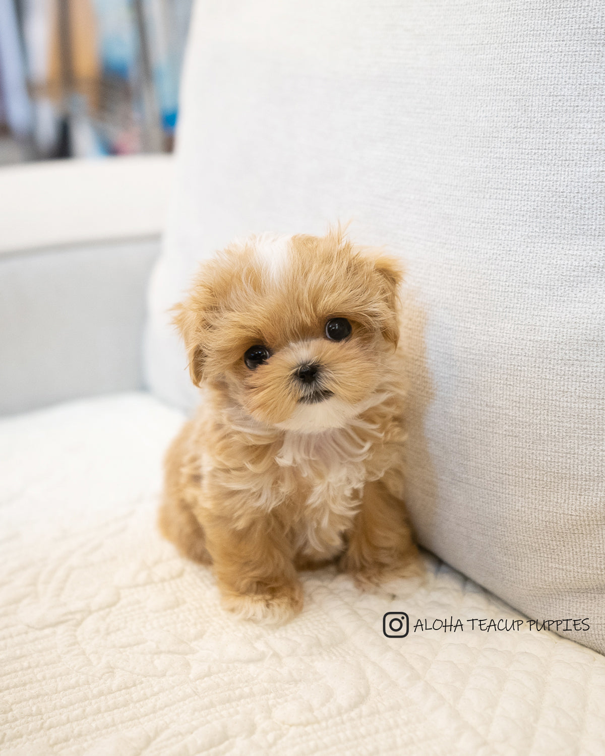 Hazel [TEACUP MALTIPOO]