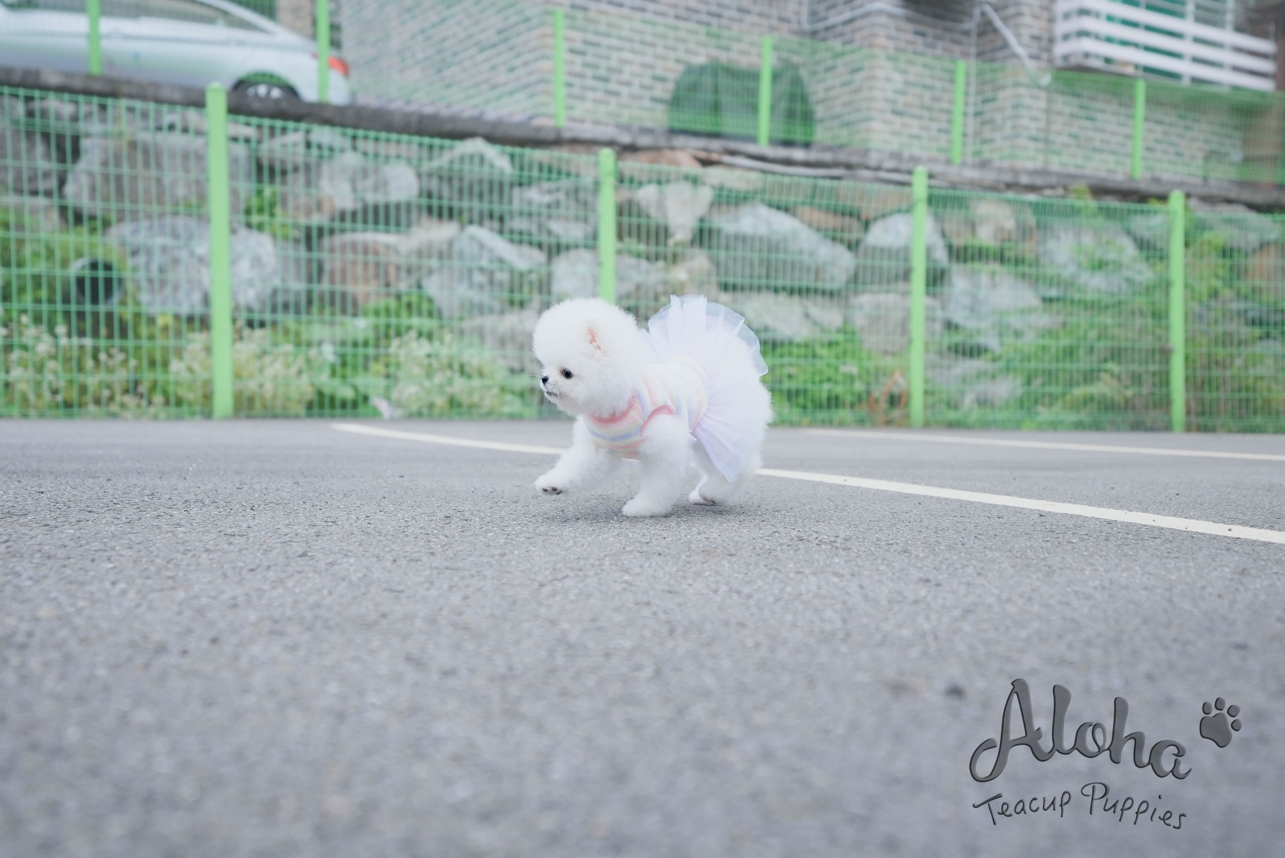 Bear [TEACUP POMERANIAN]