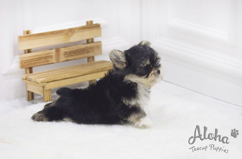 Vendido a Shin, Bailey [Morkie MINIATURA]