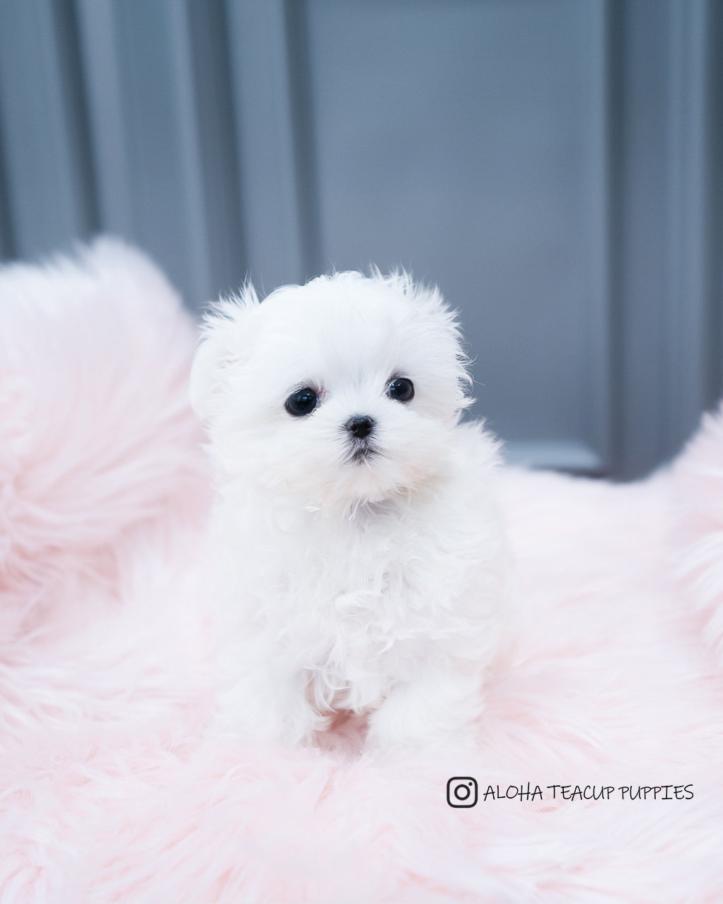 Arlo [TEACUP MALTESE]