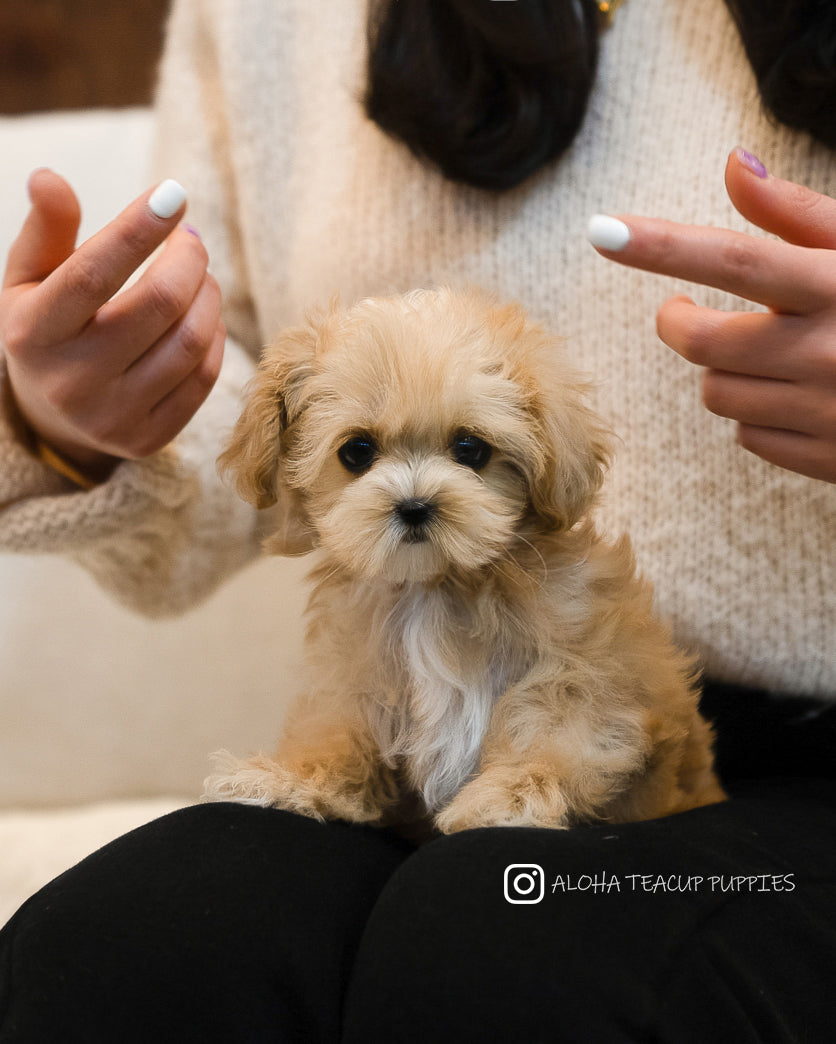 Keily [TEACUP MALTIPOO]