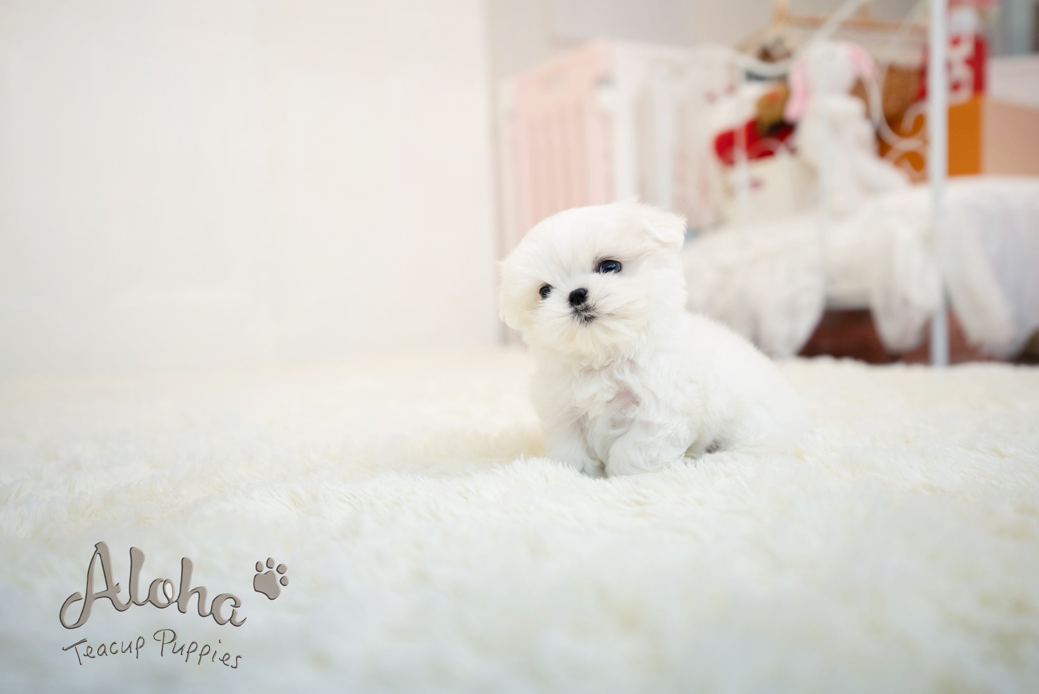 Benjamin [TEACUP MALTESE]
