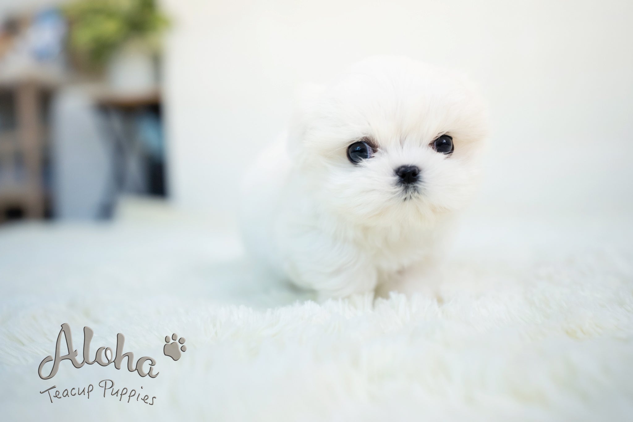 Benjamin [TEACUP MALTESE]
