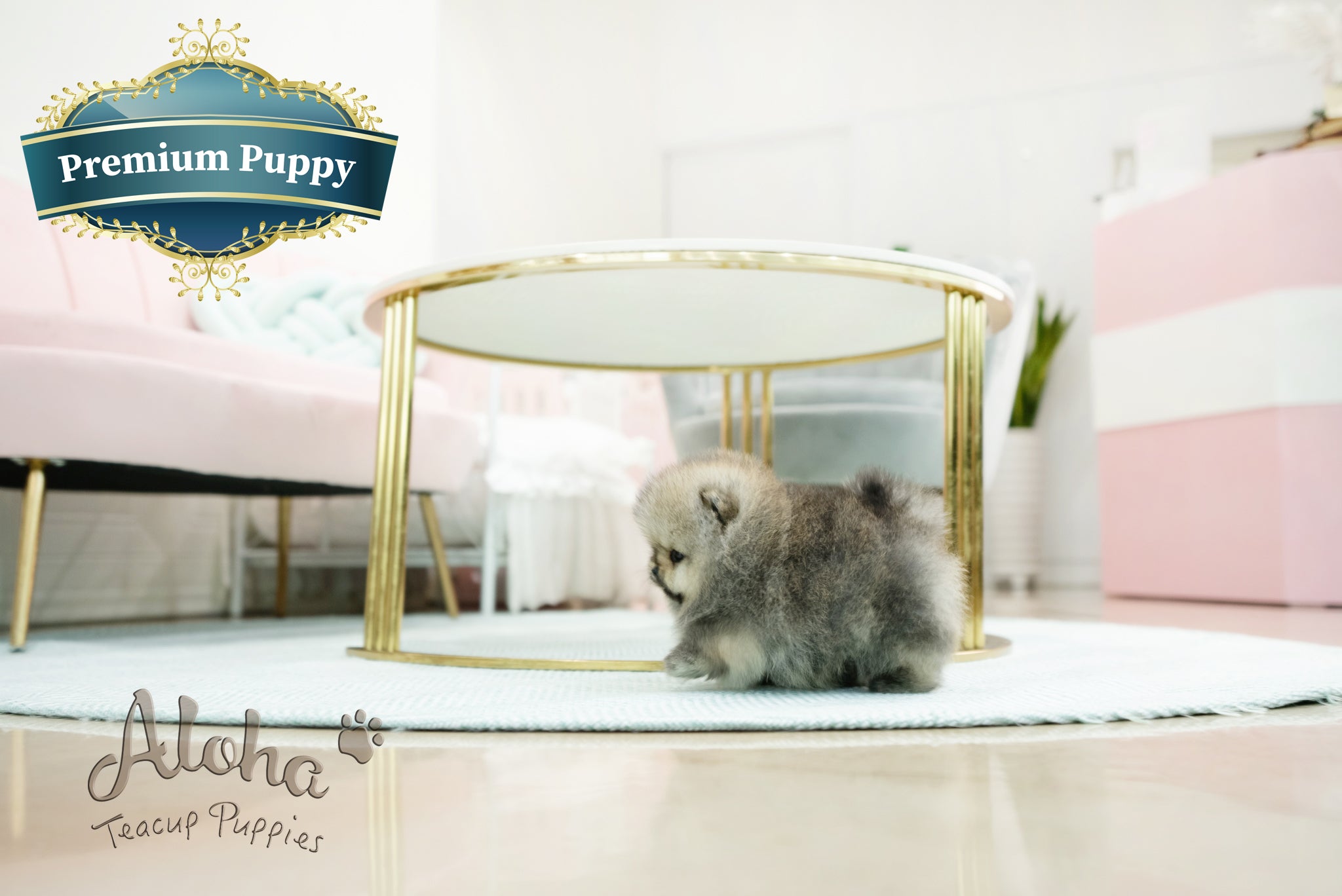 Gideon [TEACUP POMERANIAN]