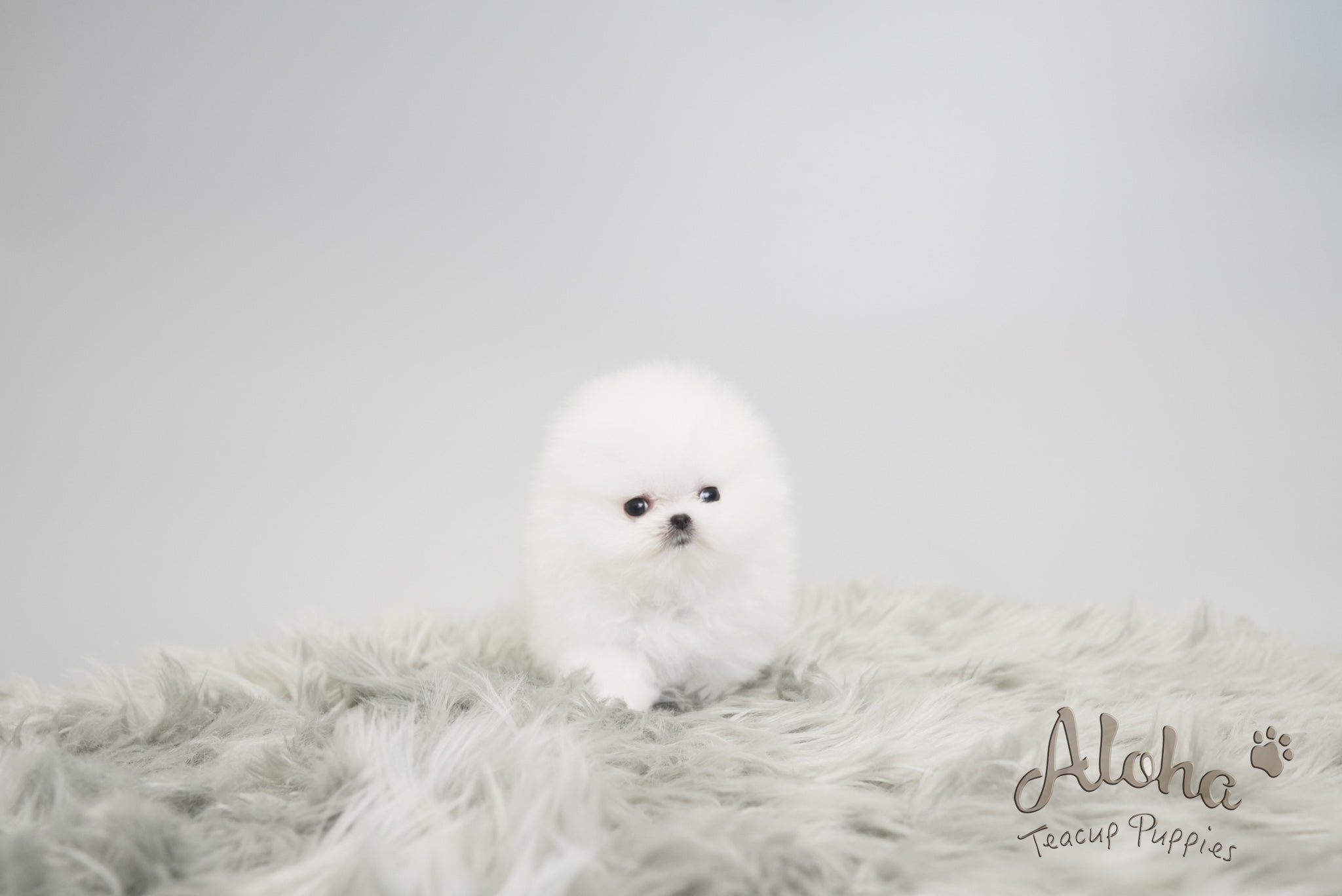 Leah [TEACUP POMERANIAN]