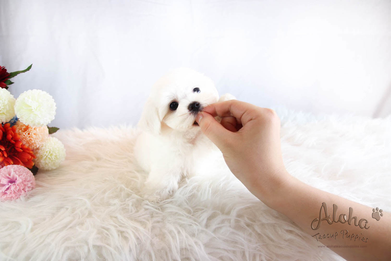 Lucky - [Maltese] - Sold to Beth De Campos