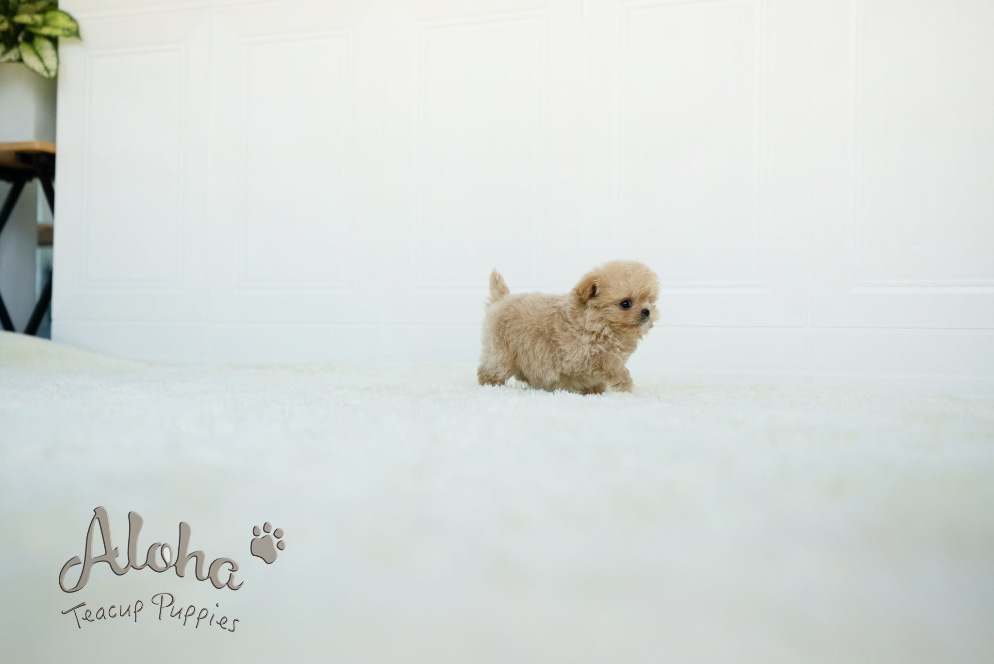 Mario [TEACUP MALTIPOO]