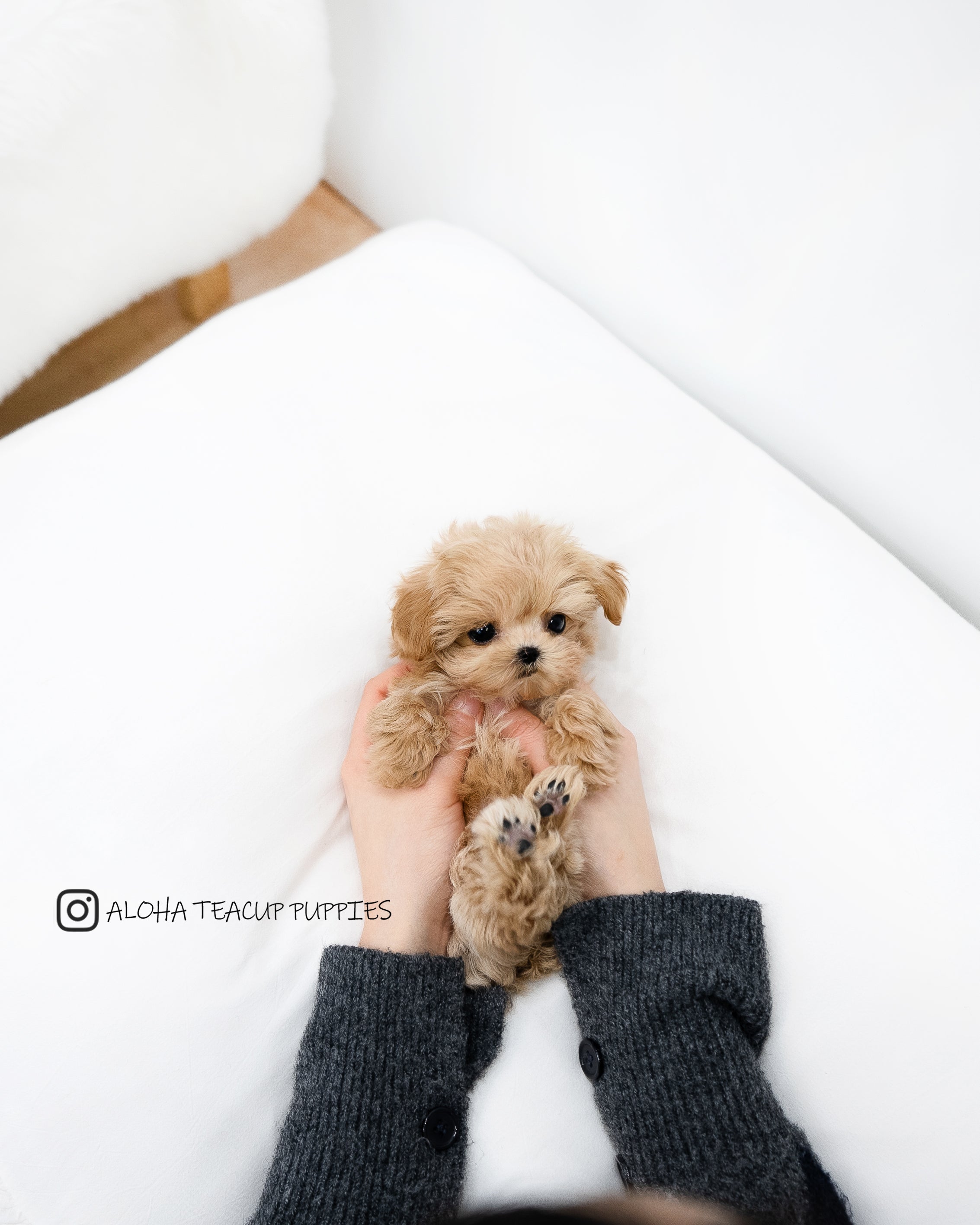 Dorothy [TEACUP MALTIPOO]
