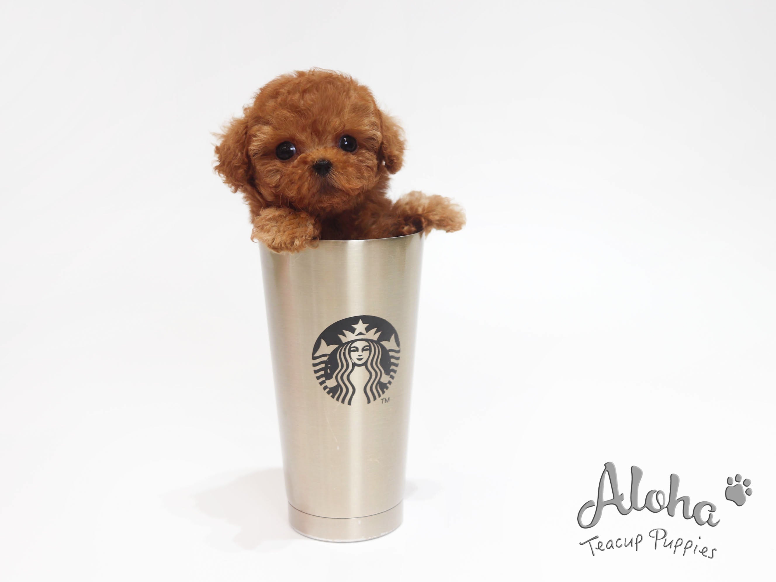 Versace [TEACUP POODLE]