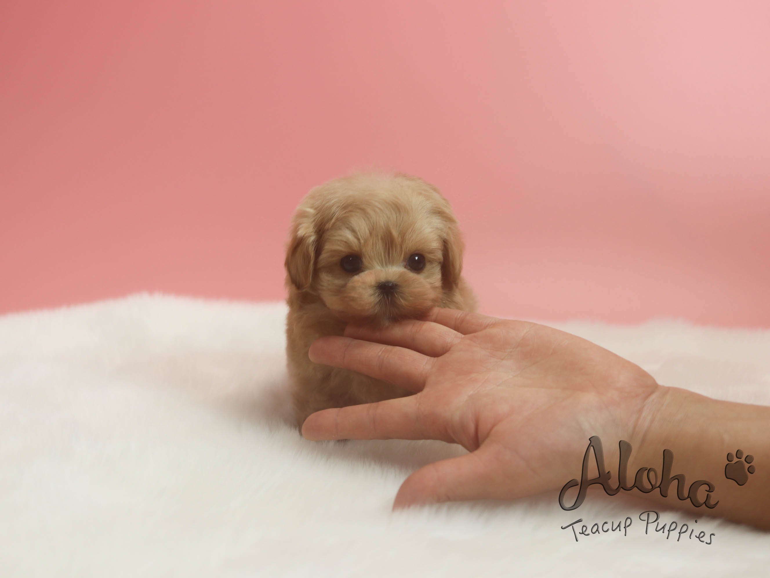 Sold to Jose, FENDI [TEACUP MALTIPOO]