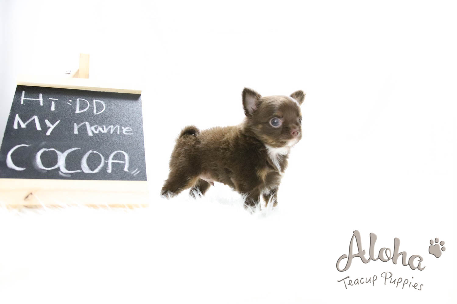 Sold to Nicole, Cocoa - [Chihuahua]