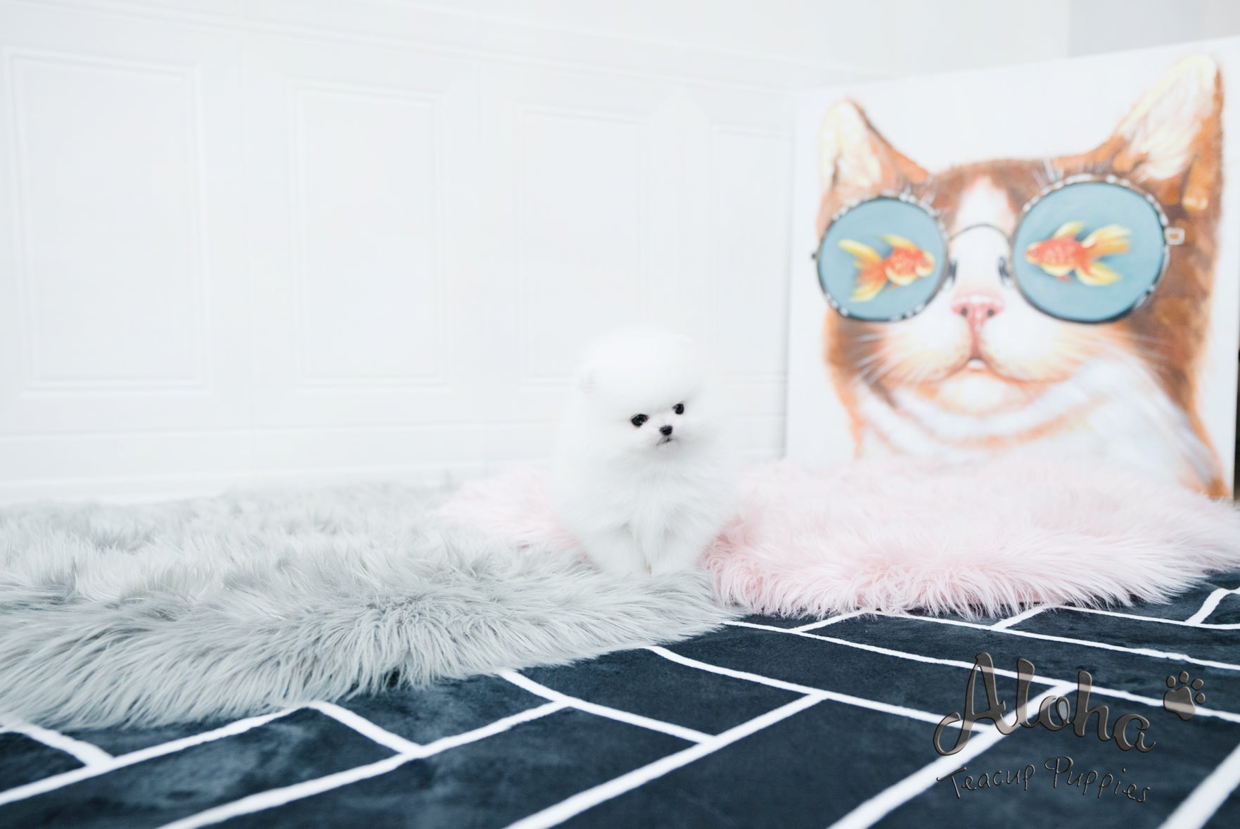Sophia [TEACUP POMERANIAN]