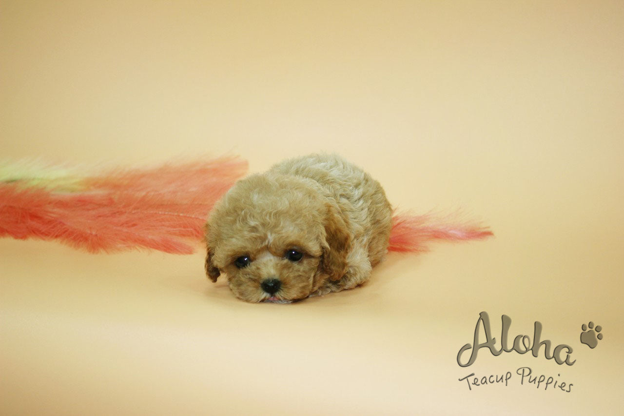 JANE [TEACUP MALTIPOO]