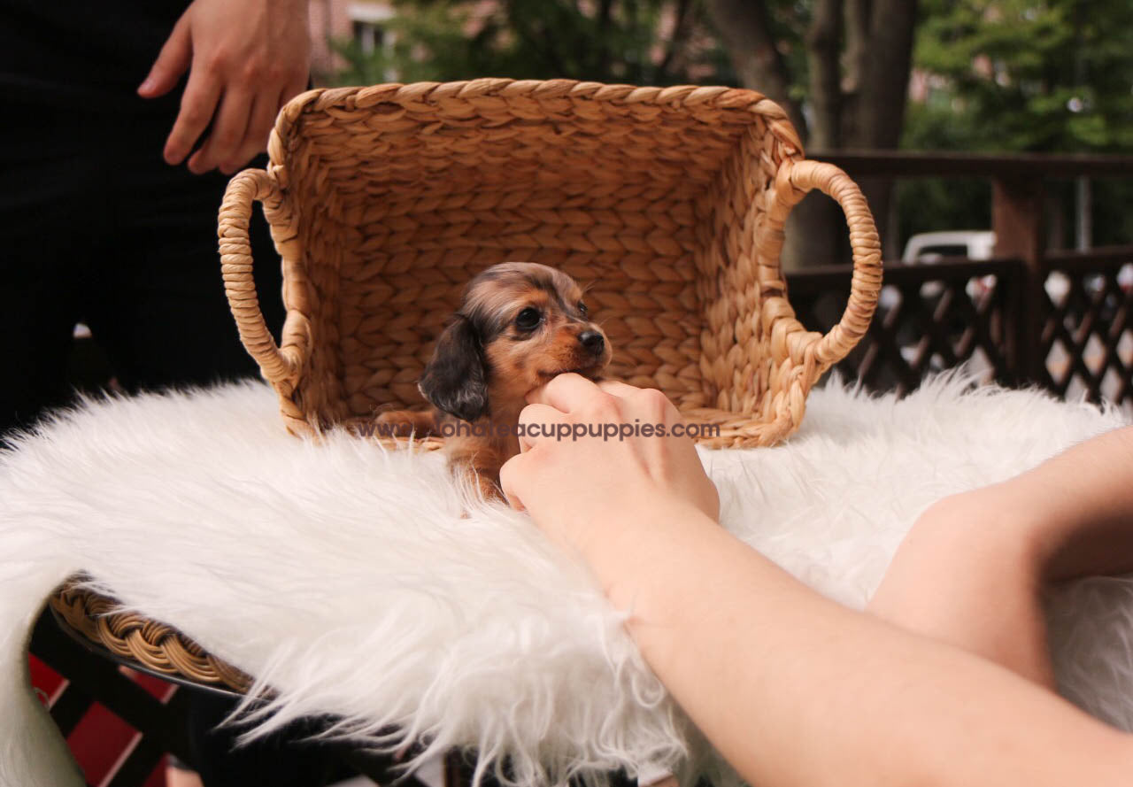 Ashley - [Dachshund]