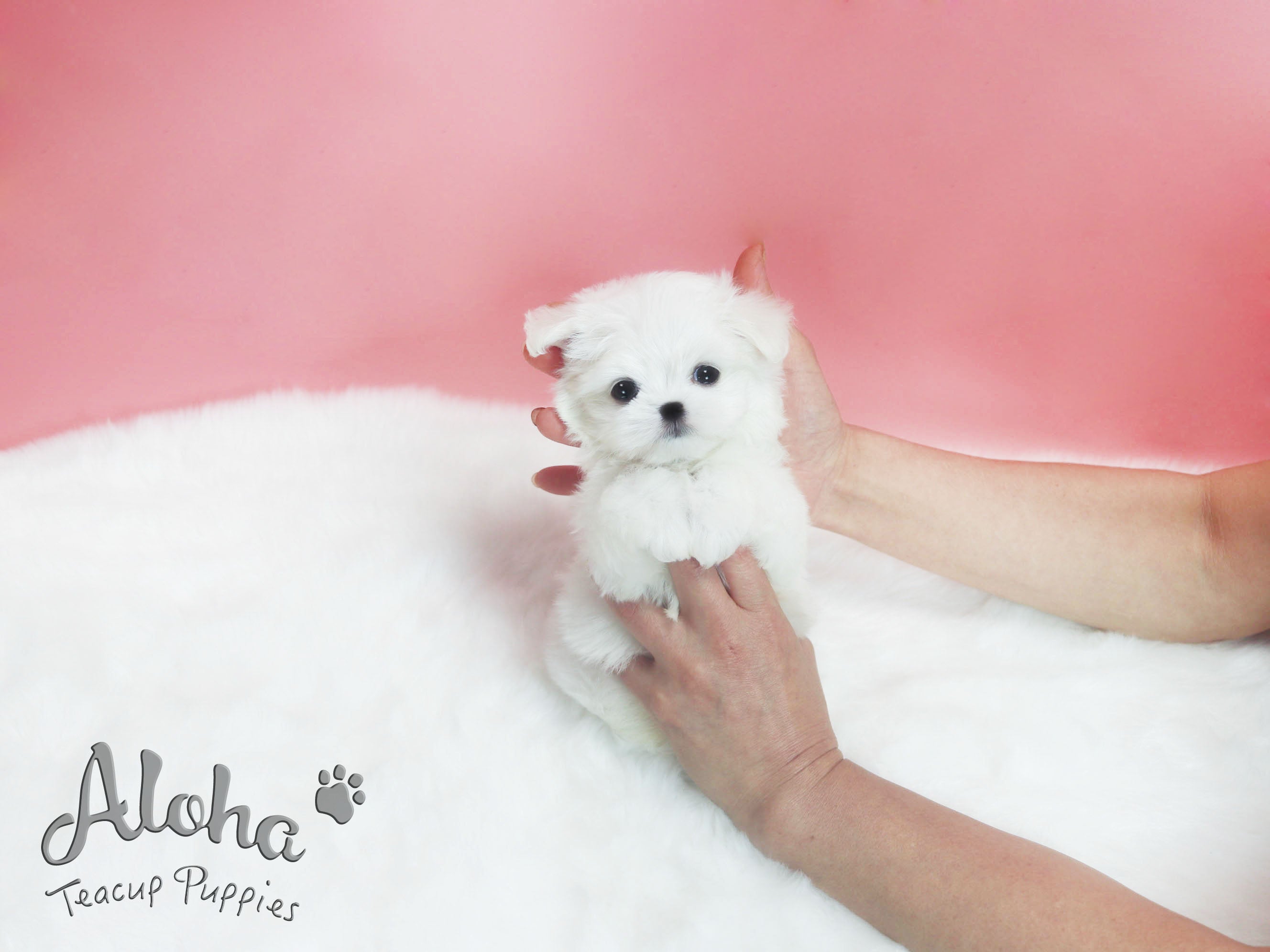Dorothy [TEACUP MALTESE]