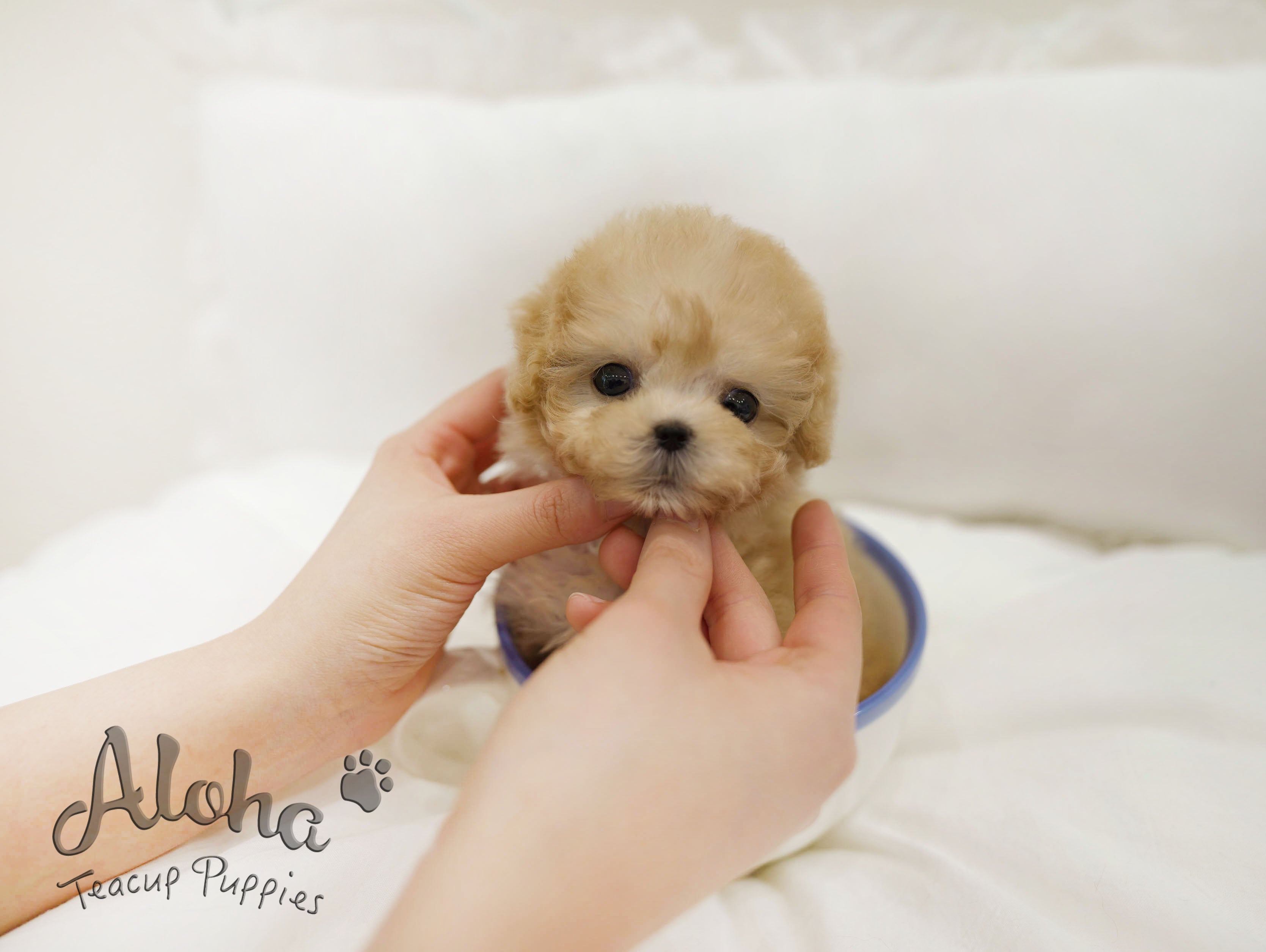Evelyn [TEACUP POODLE]