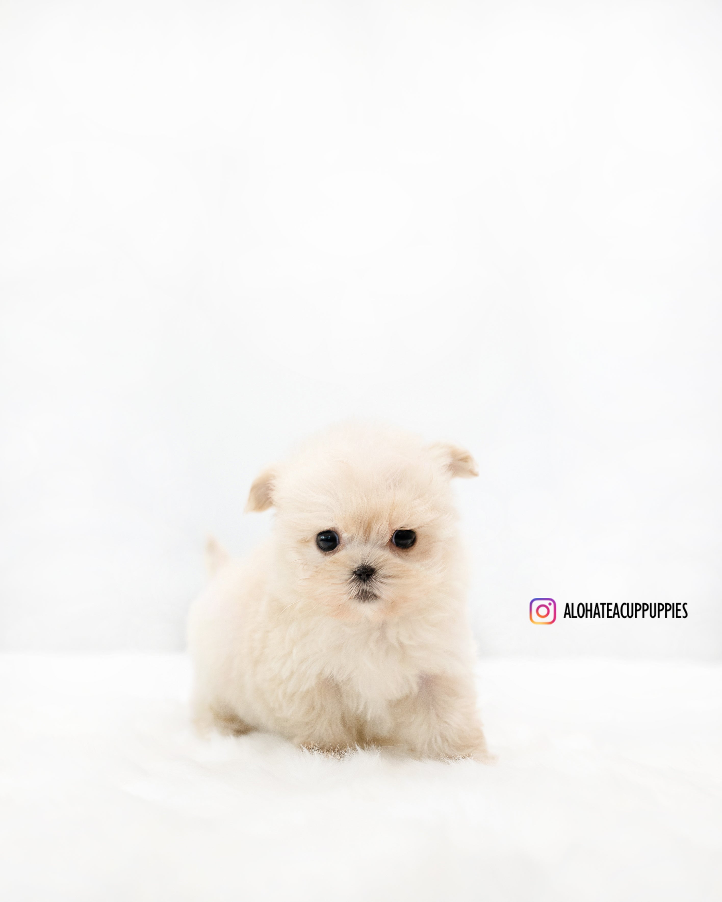 Ruby [TEACUP MALTIPOO]