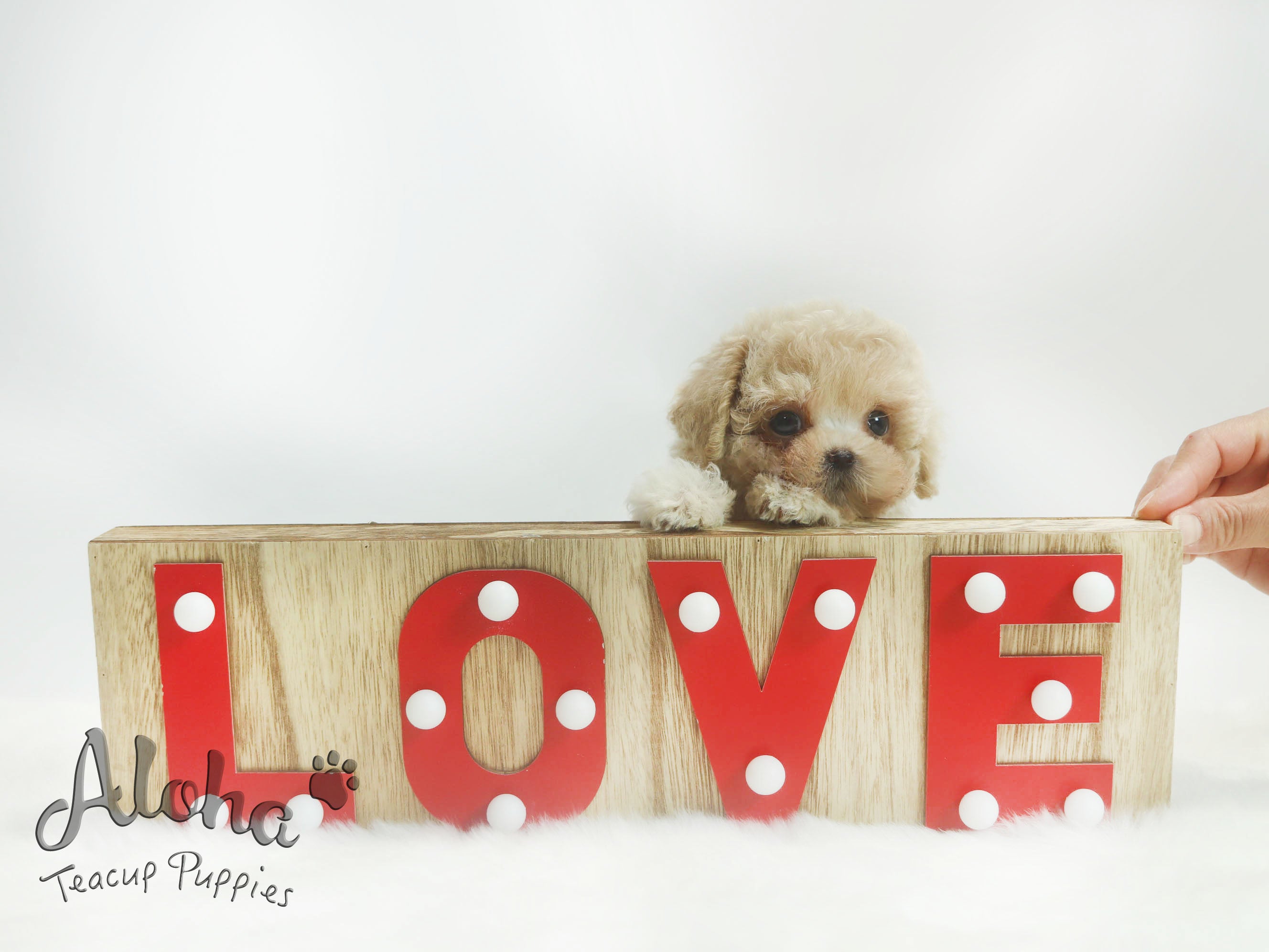 Sold to Dianne, Nina [TEACUP Maltipoo]