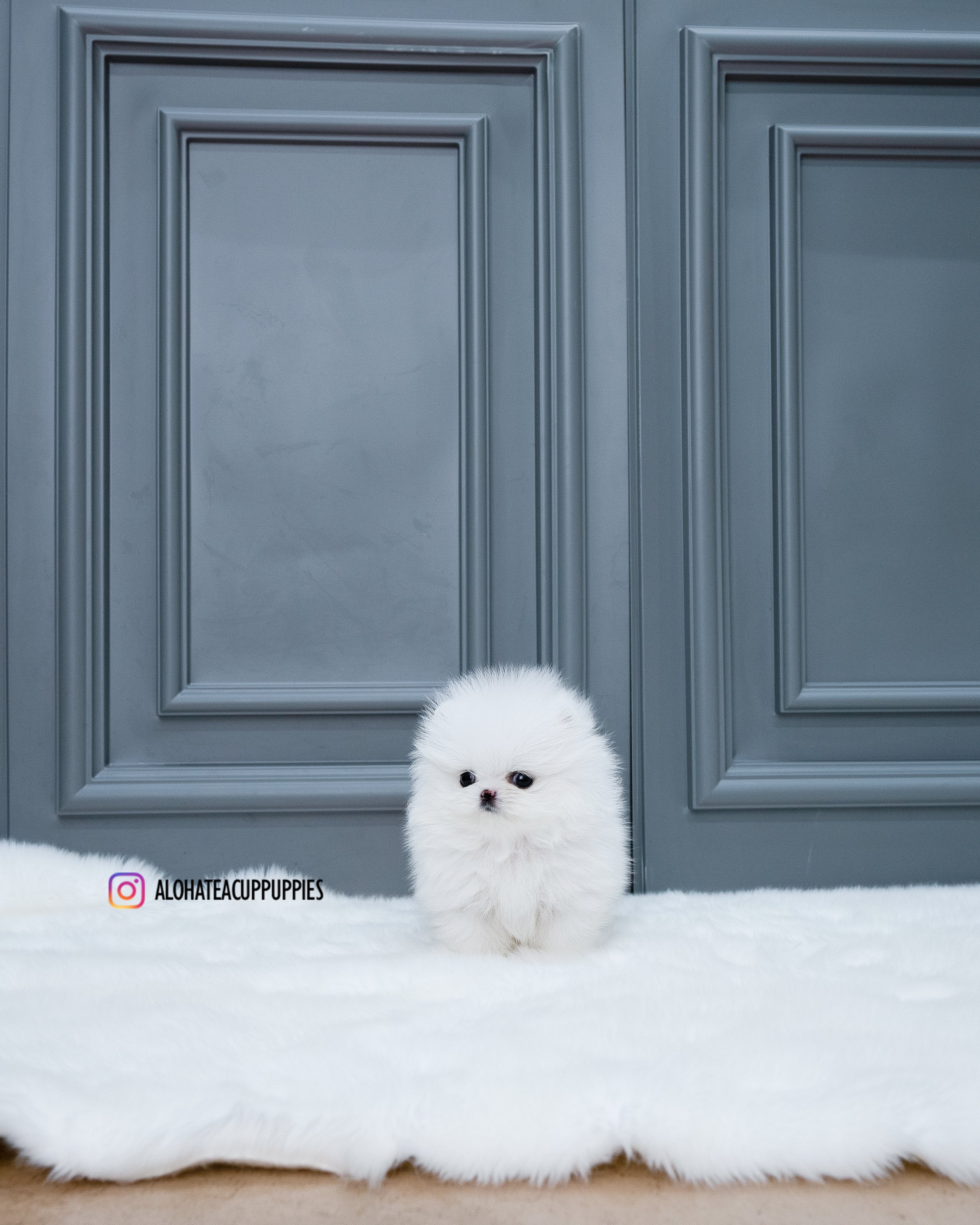 现金 [茶杯博美犬]