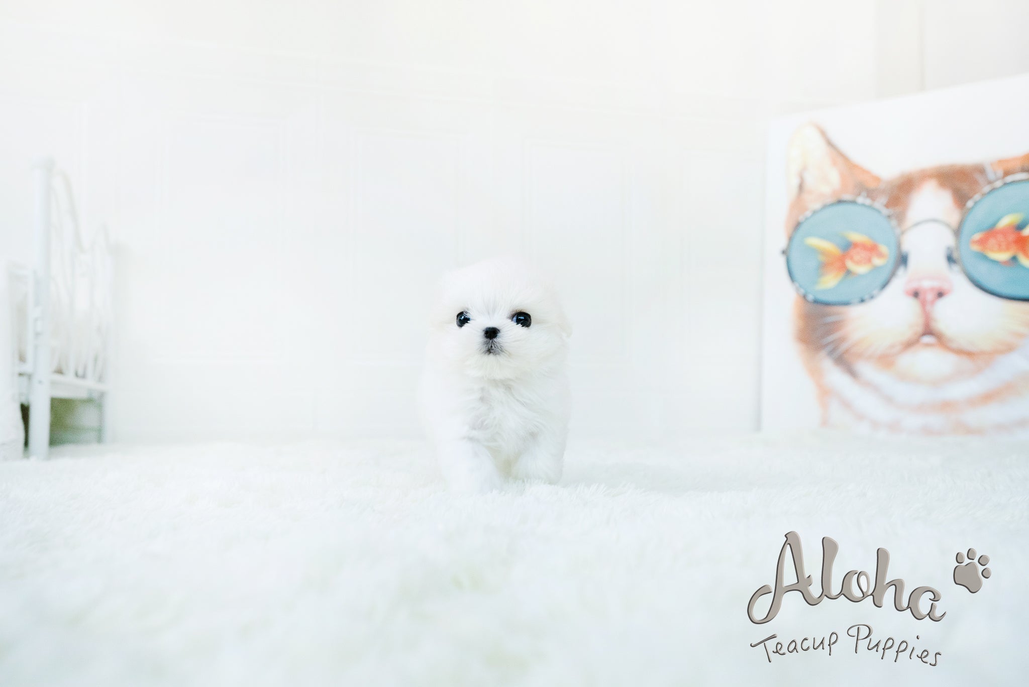 WOODY [TEACUP MALTESE]