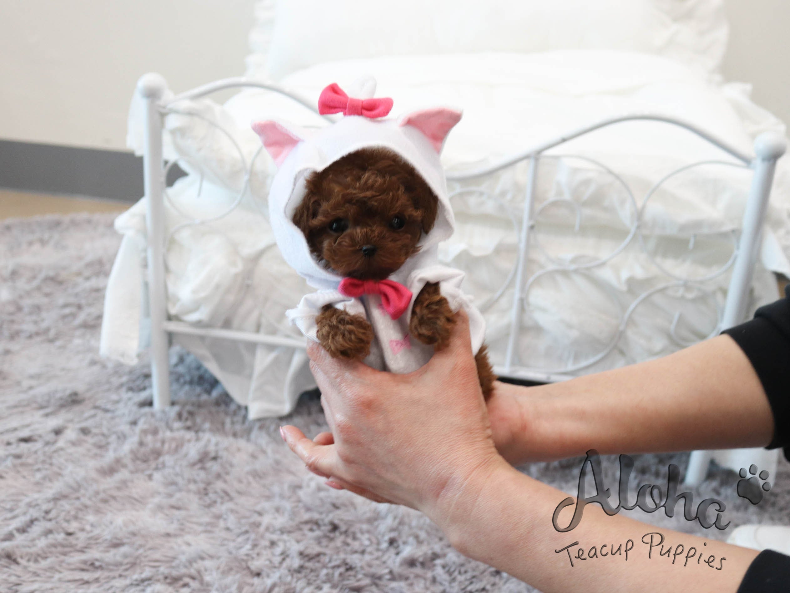 Lina [TEACUP POODLE]