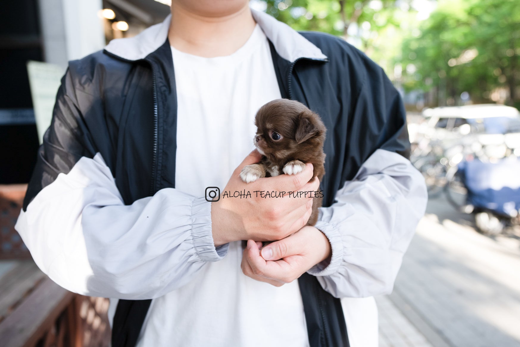 Kenzo [TEACUP Chihuahua]