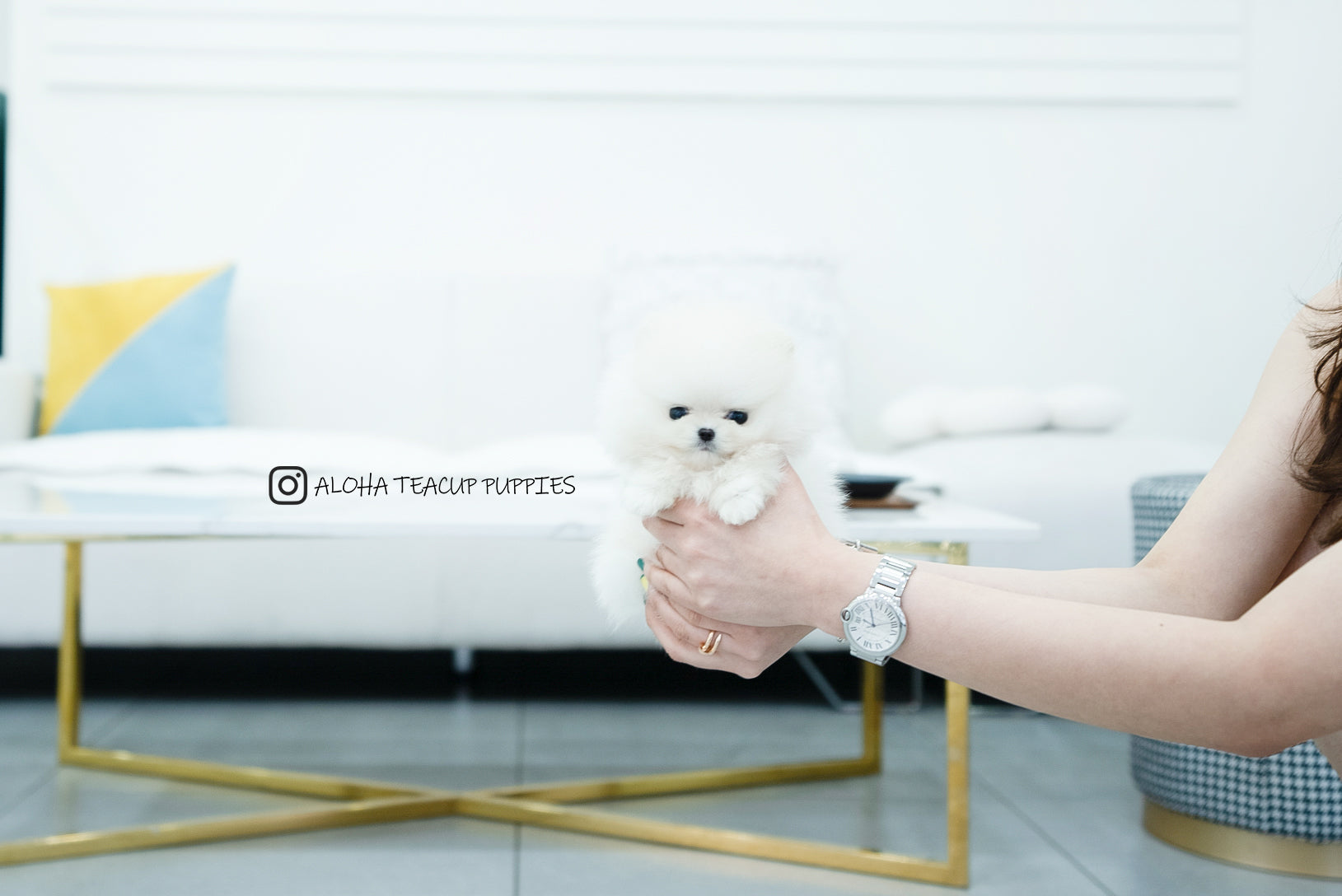 Bono [TEACUP POMERANIAN]