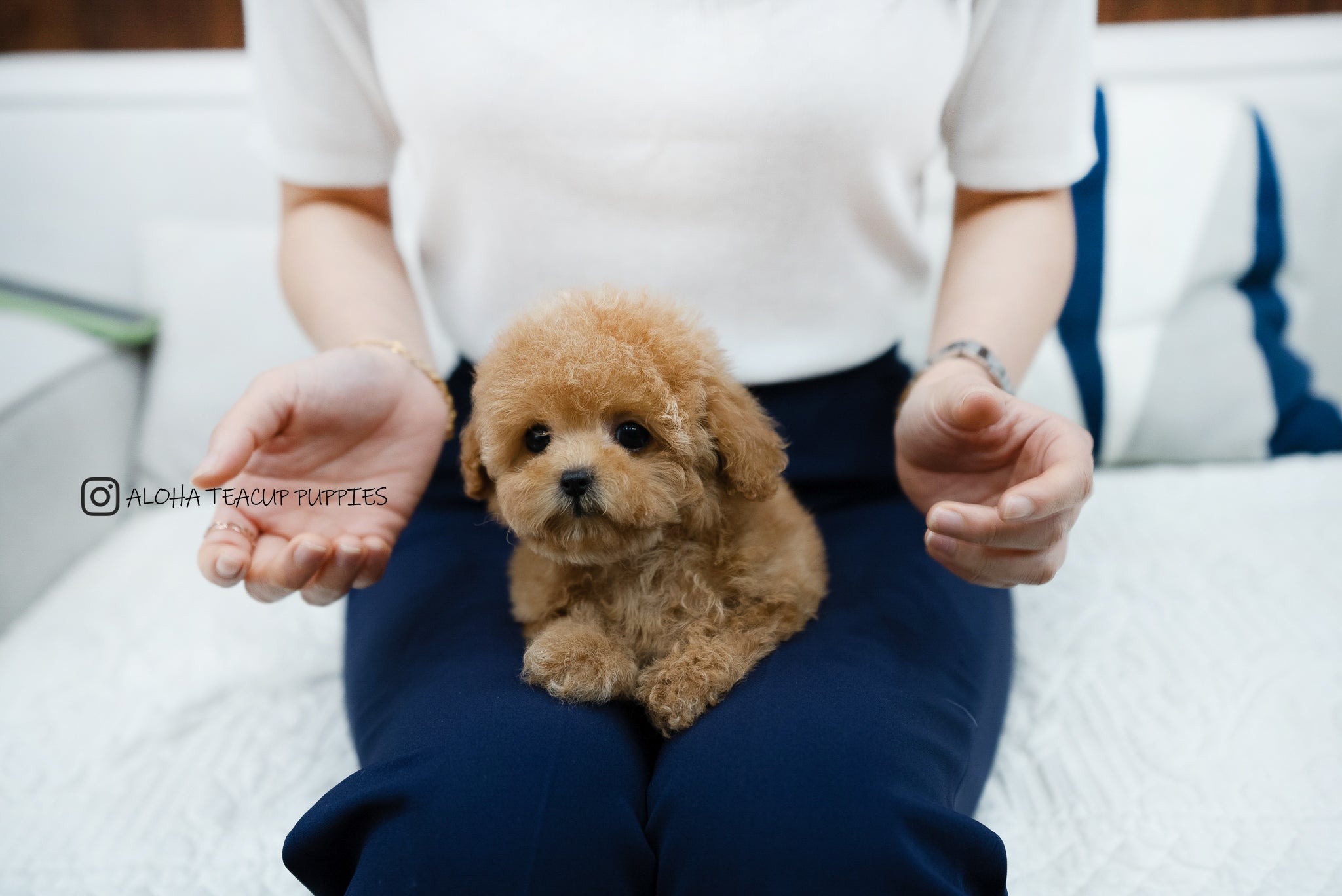 Kyna [TEACUP POODLE]