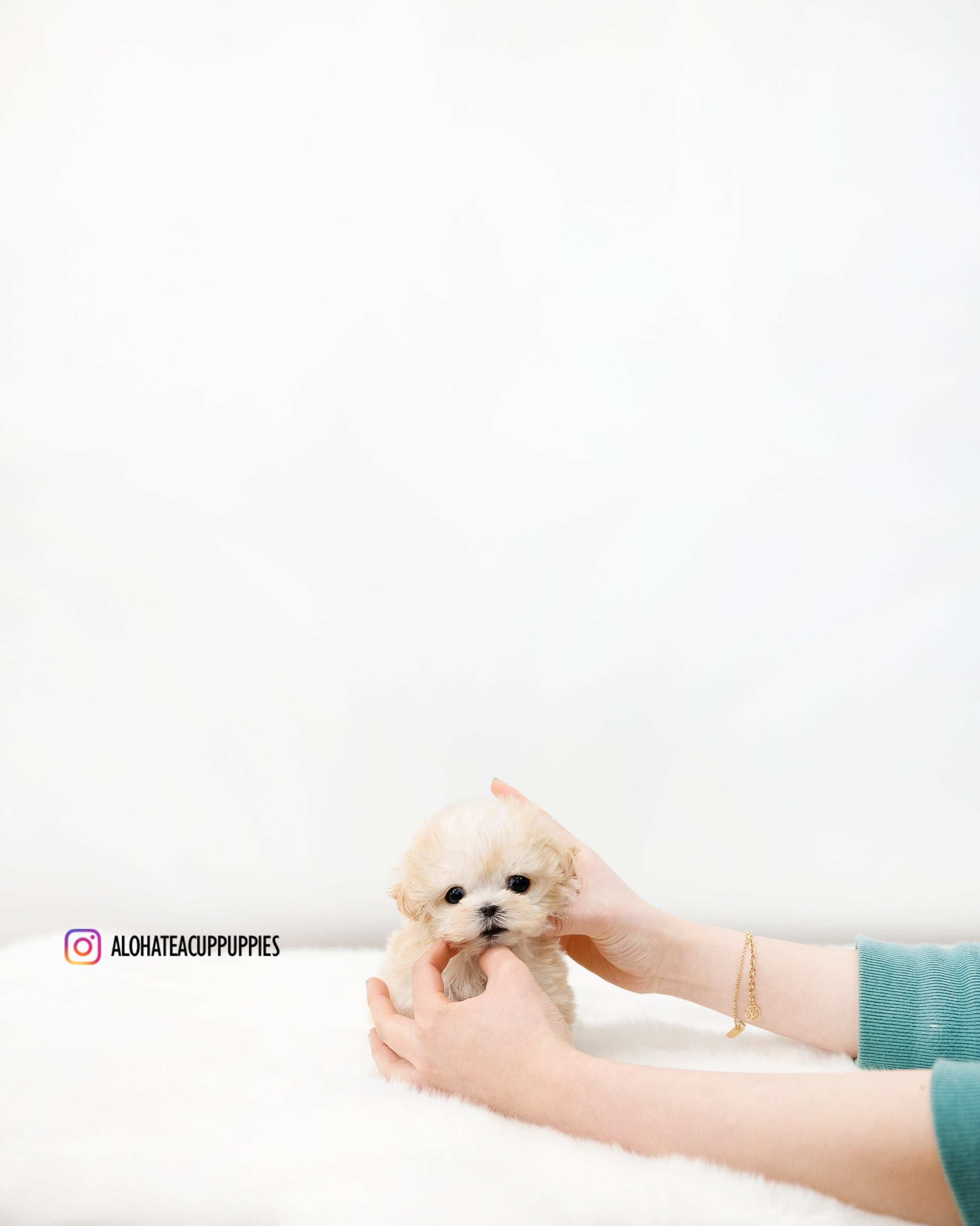 Lottie [TEACUP MALTIPOO]