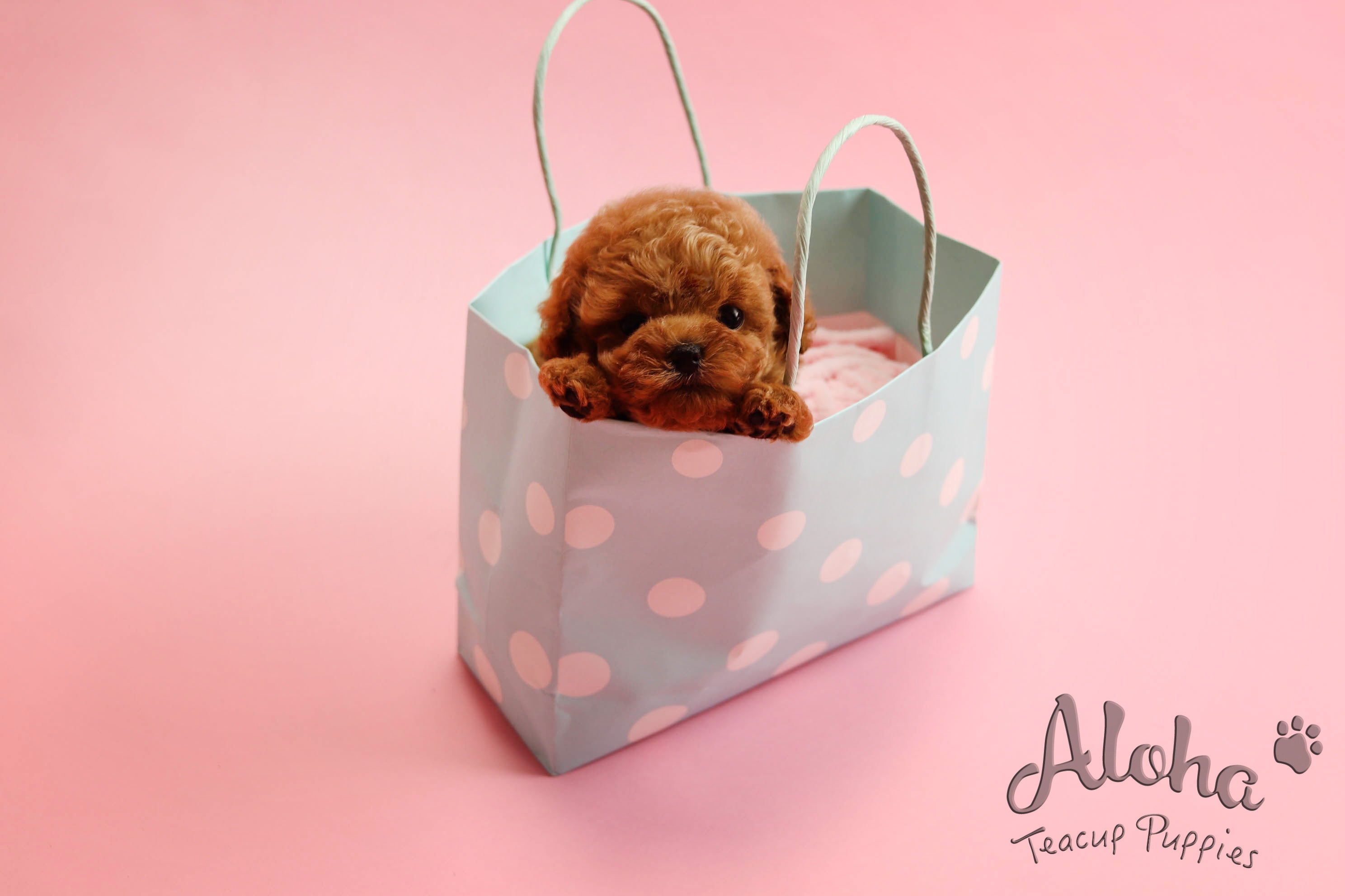 Vendido a Rachel, Macaron [Poodle Toy]