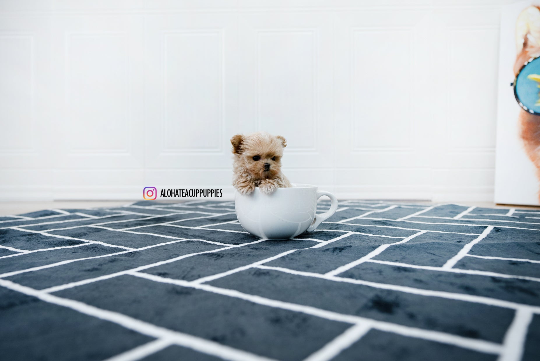 Bruno [TEACUP MALTIPOO]