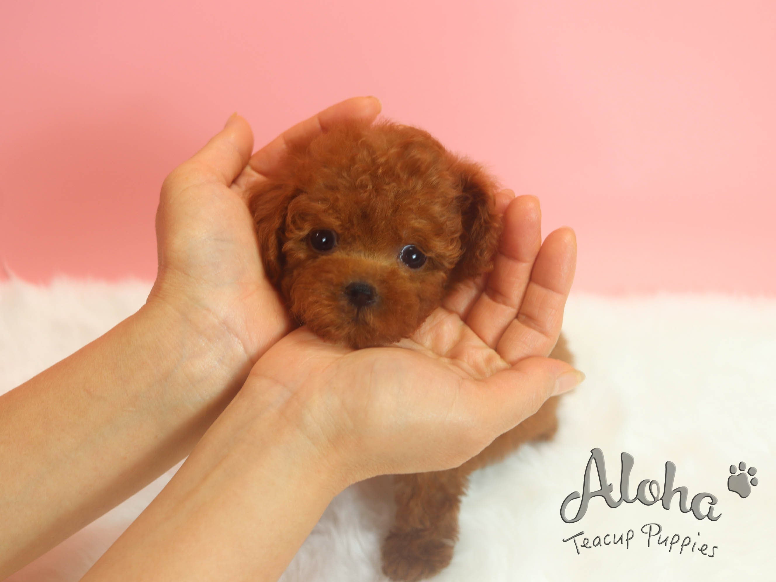 Sold Isabela, Diana [TEACUP MAltipoo]