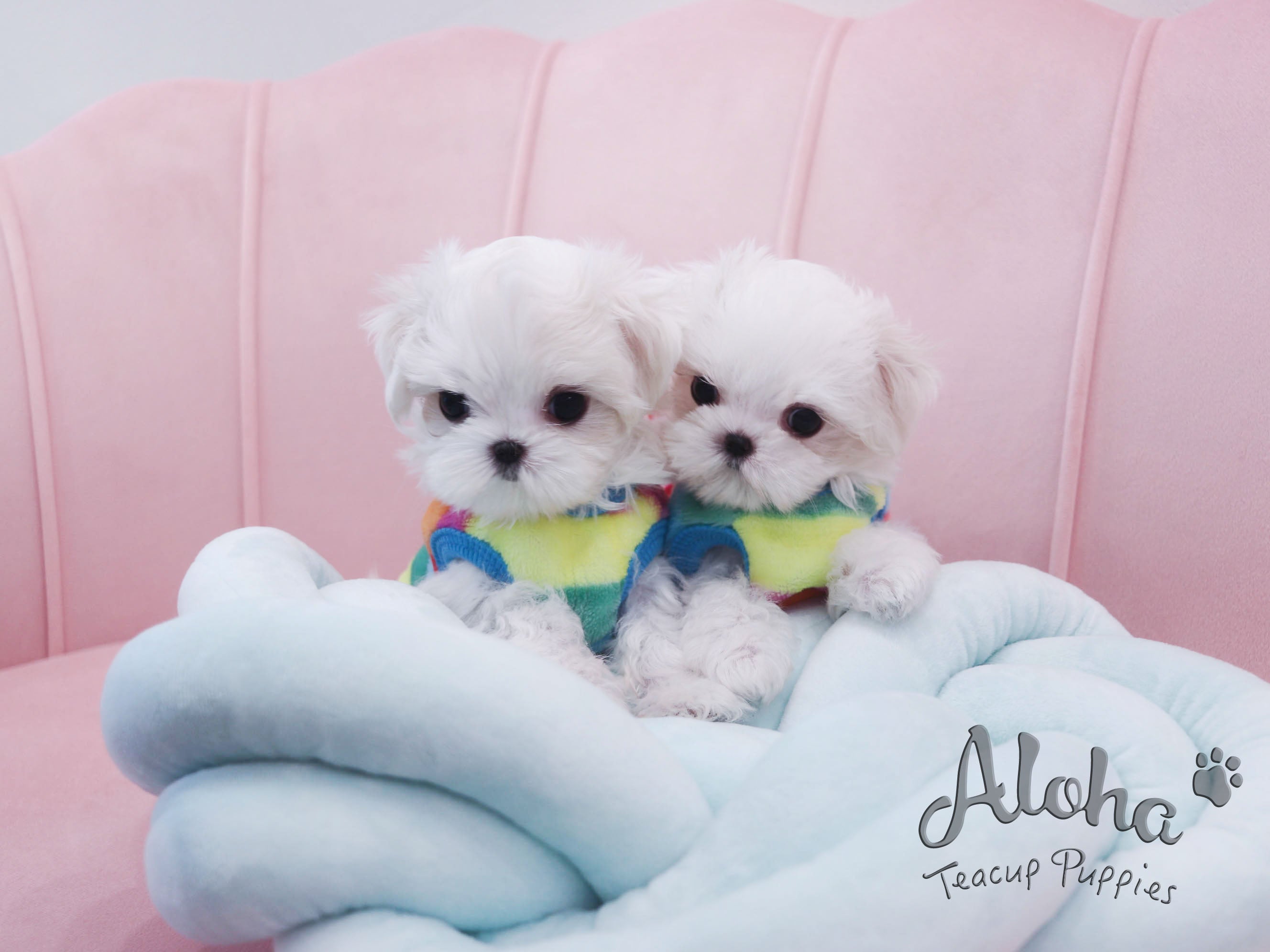 Jimmy&Choo [TEACUP Maltese]