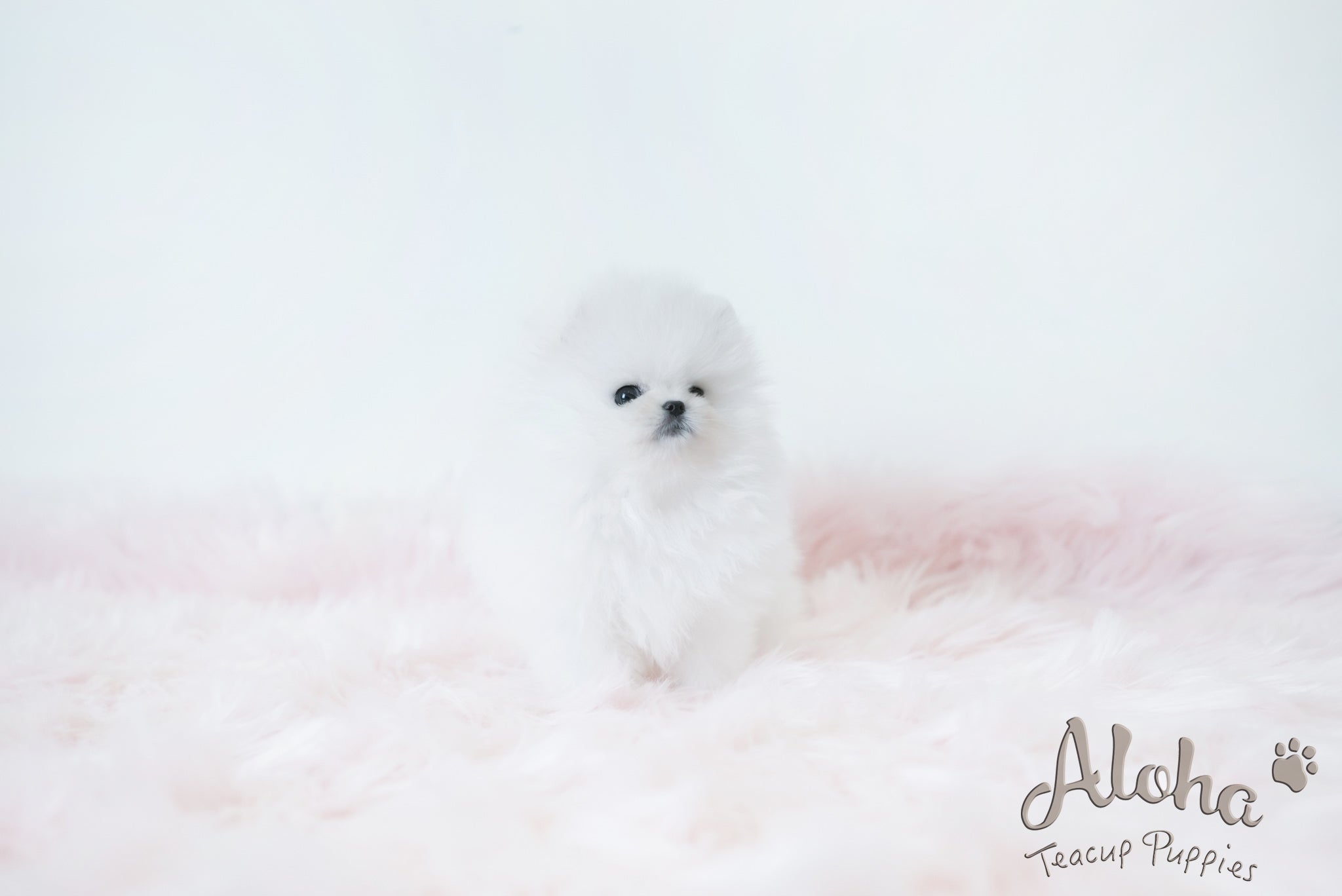 Daisy [TEACUP POMERANIAN]
