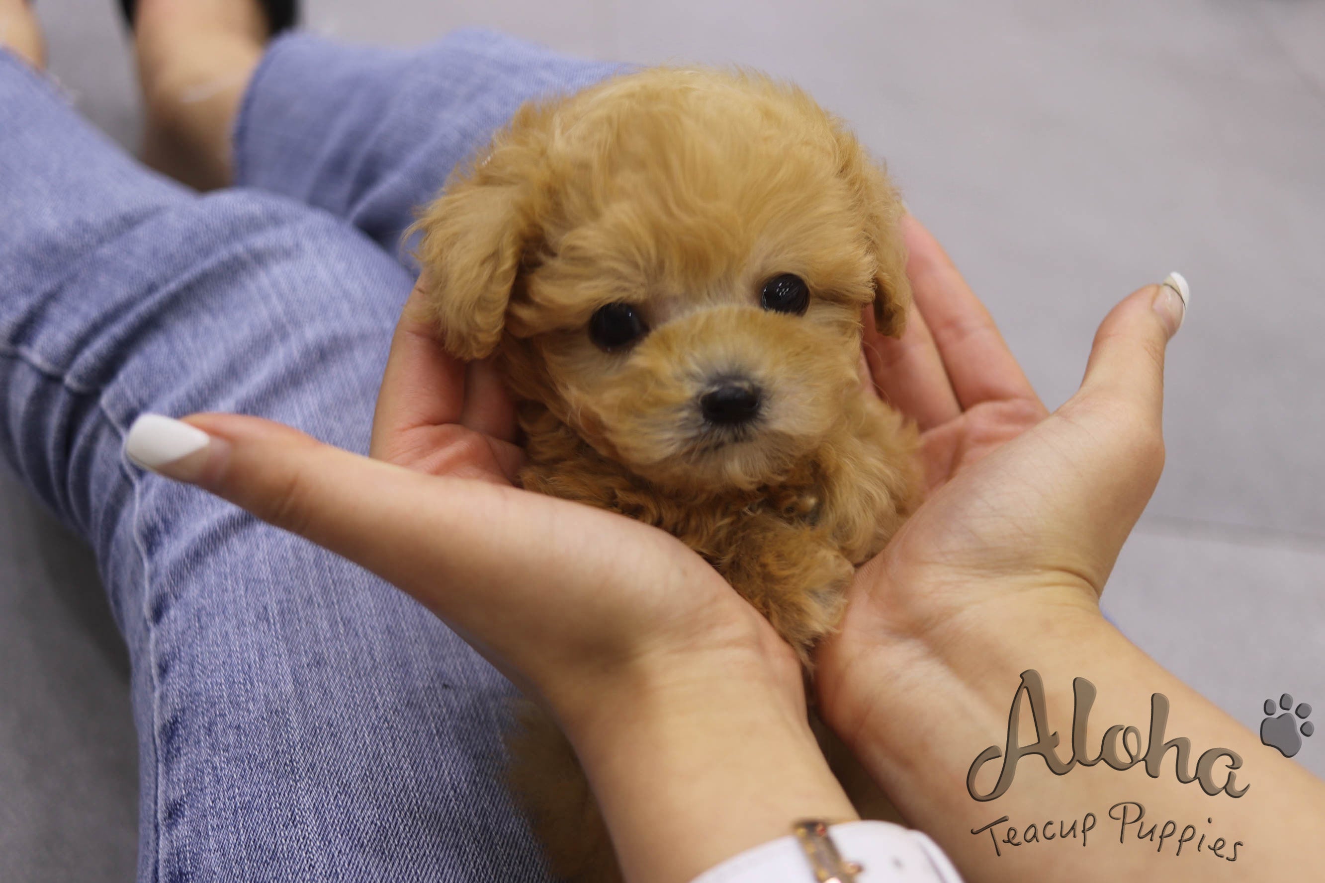 Sold to Jiaman, Morris [TEACUP MALTIPOO]