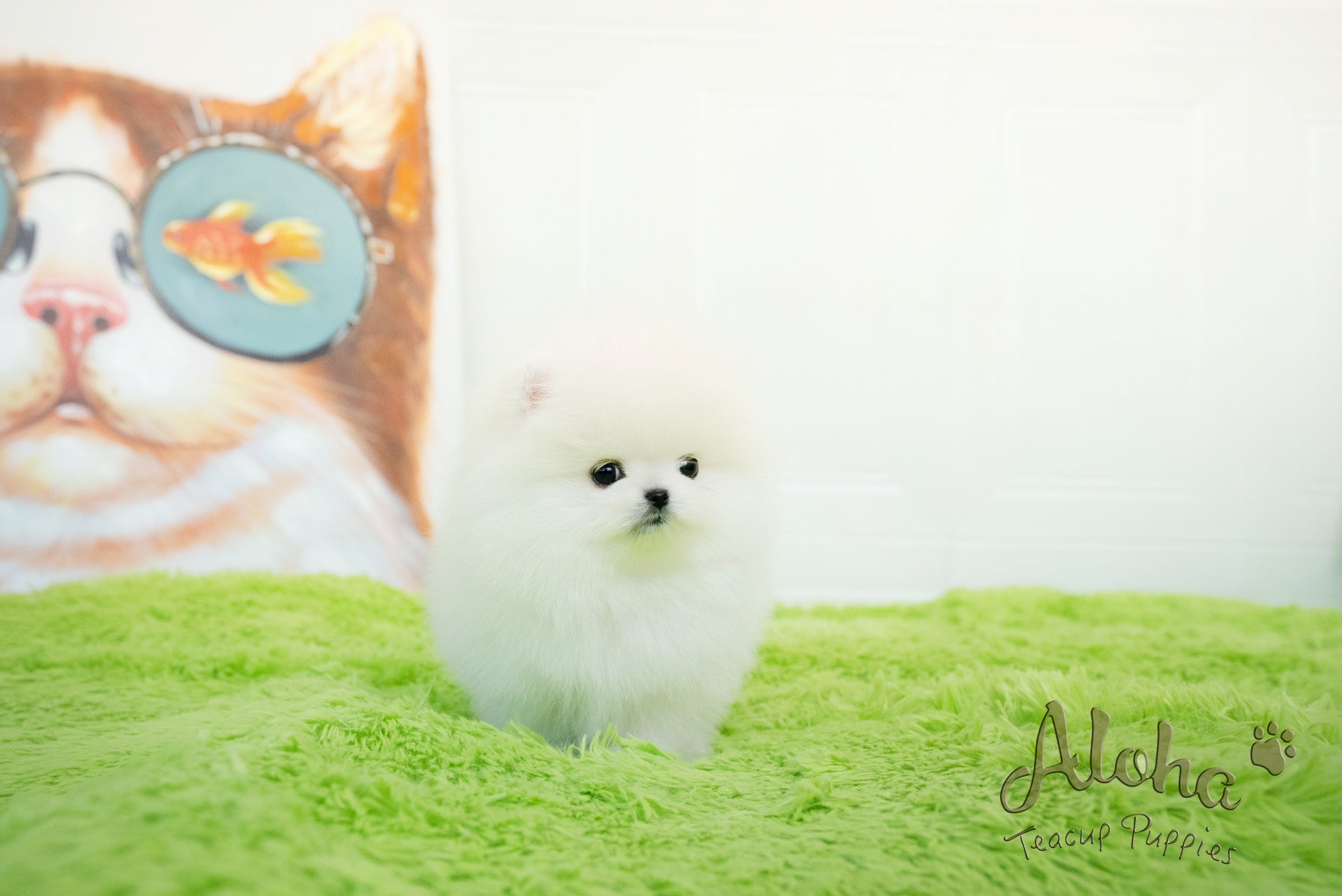 Milo [TEACUP POMERANIAN]