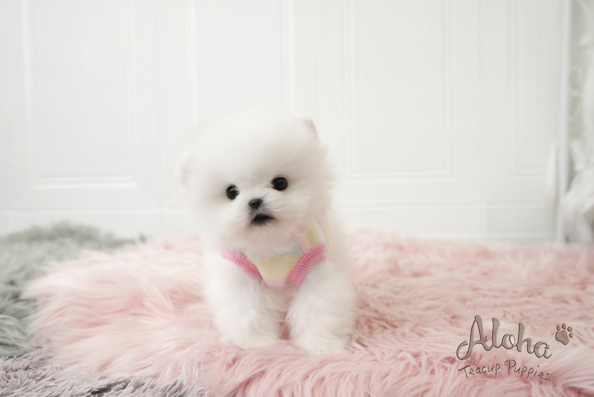 Lyn [TEACUP POMERANIAN]