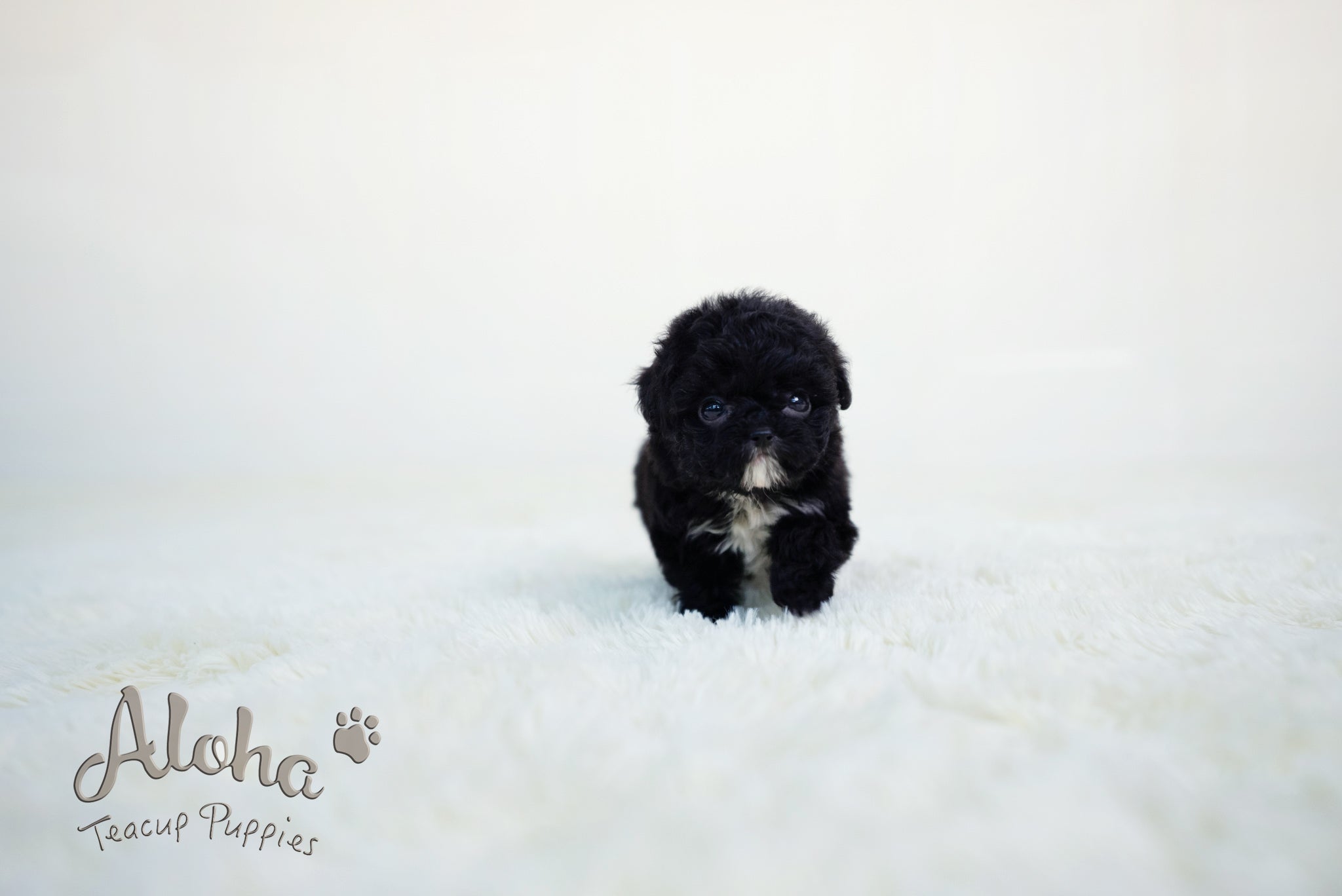 Becca [TEACUP POODLE]