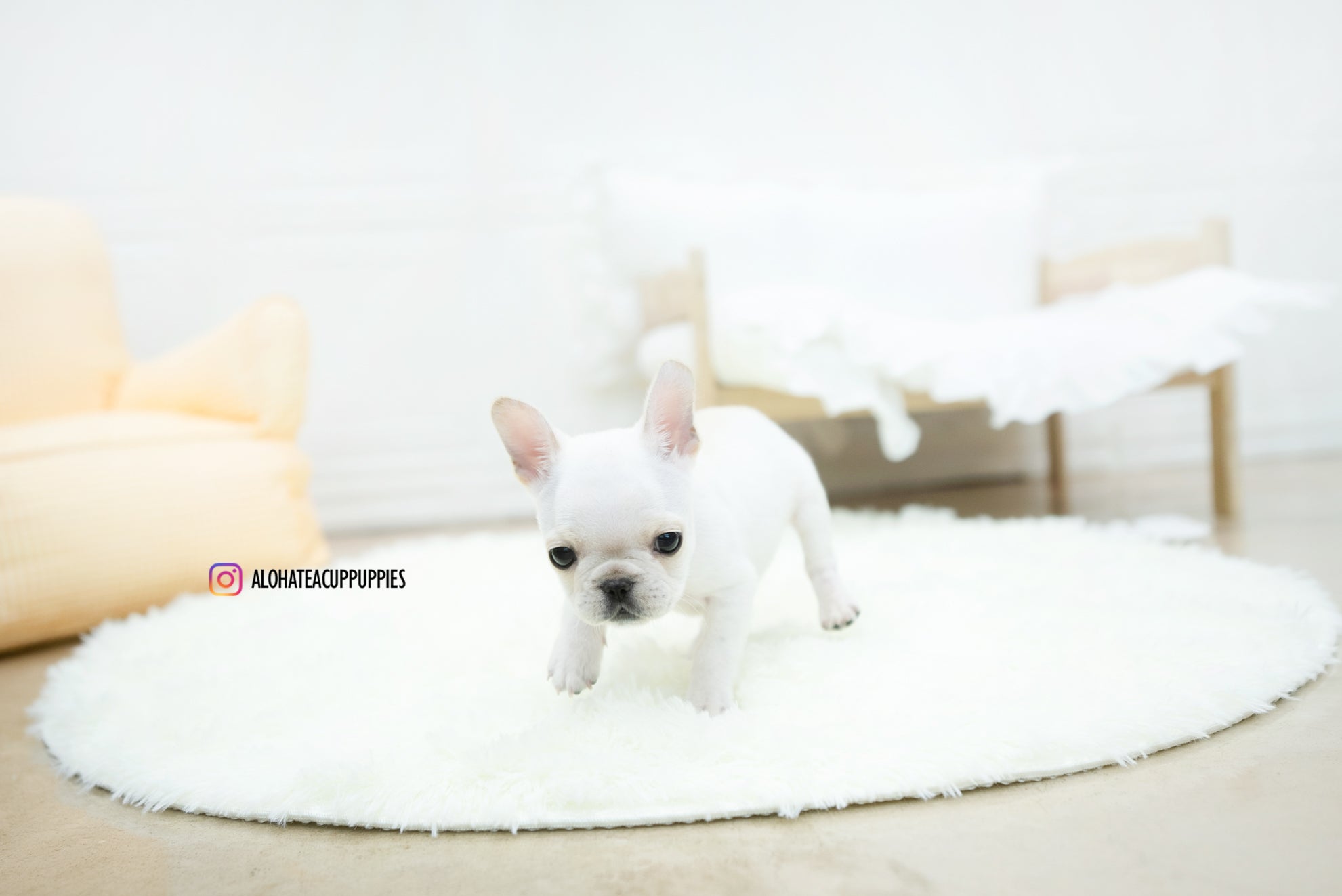 Mateo [TEACUP FRENCH]