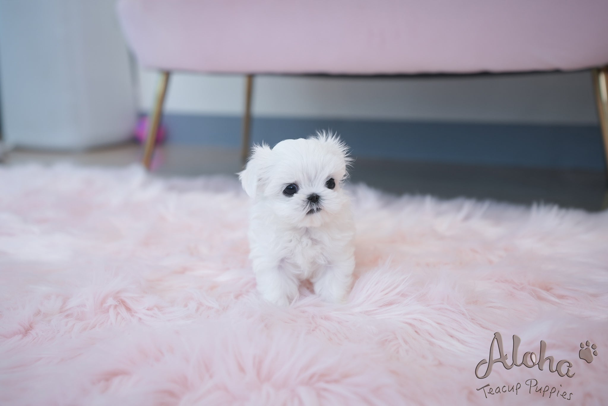 Iris [TEACUP MALTESE]
