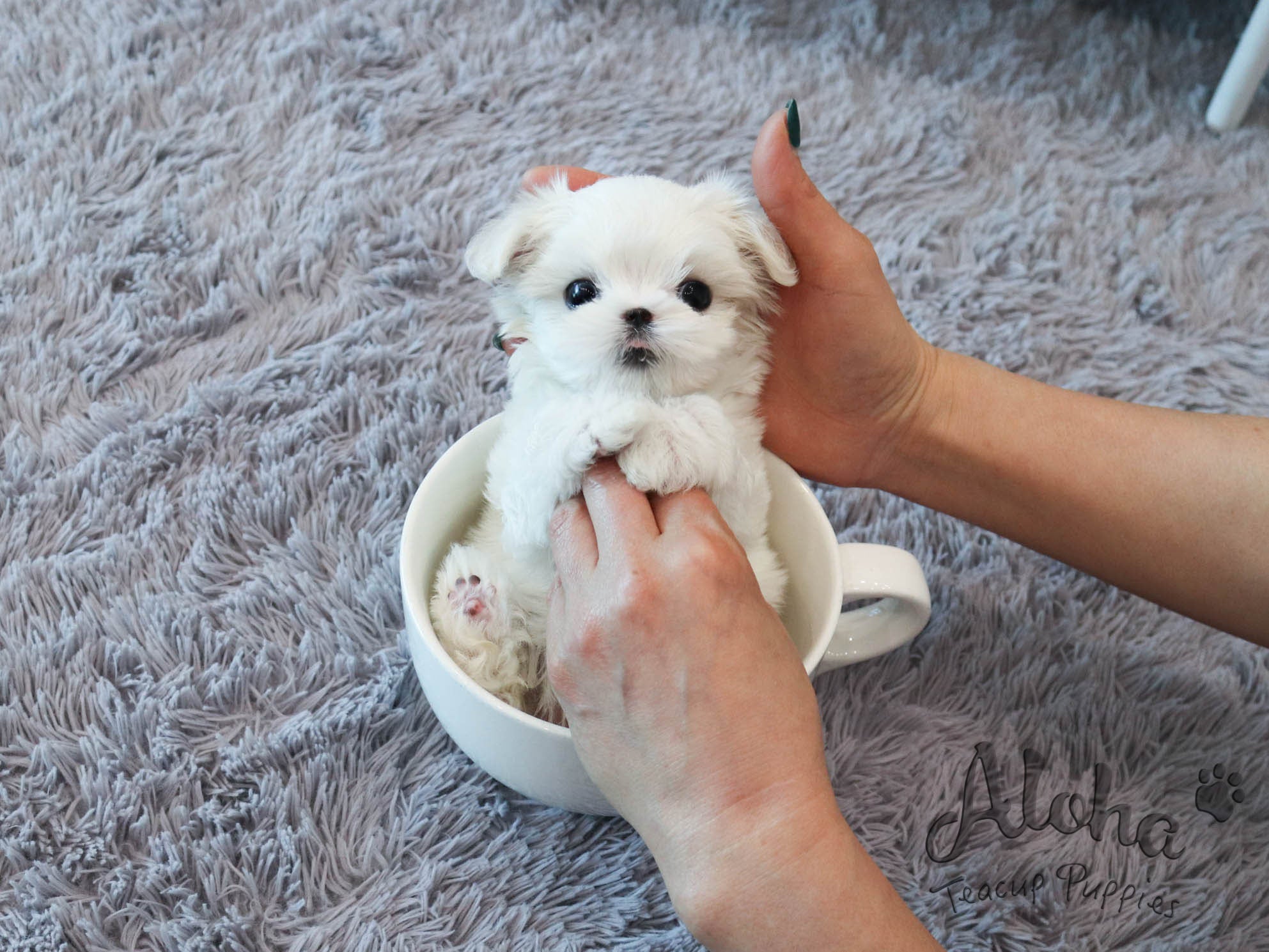 Pawblo [TEACUP MALTESE]