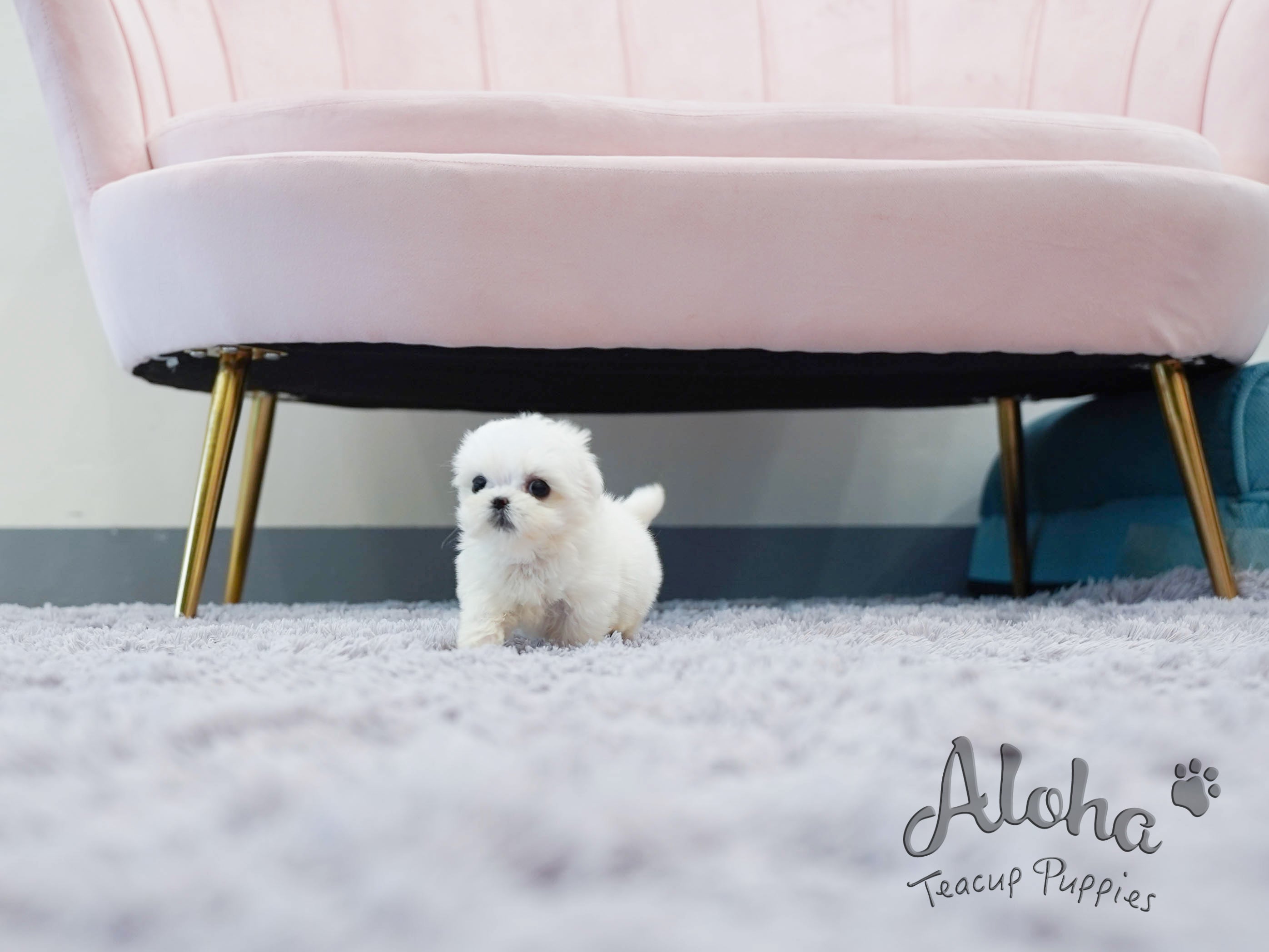 Nana [TEACUP MALTESE]