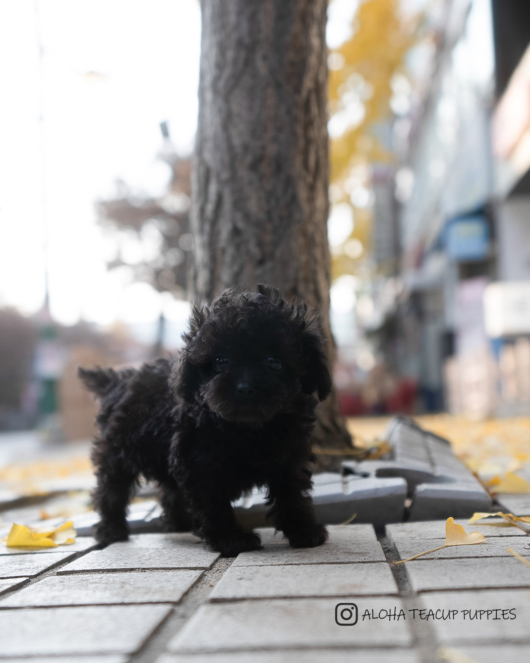 Ramona [TEACUP POODLE]