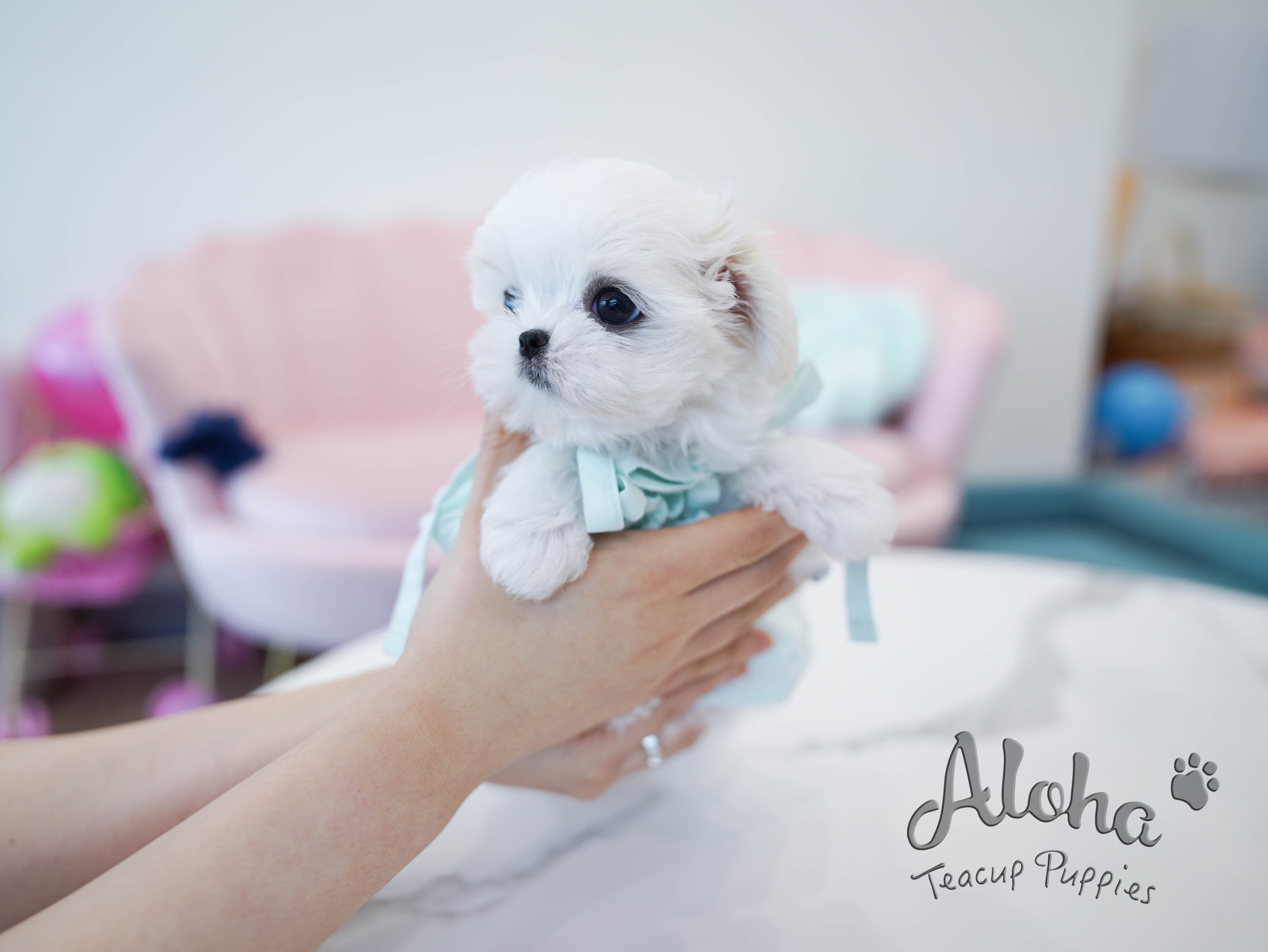 Agata [TEACUP MALTESE]